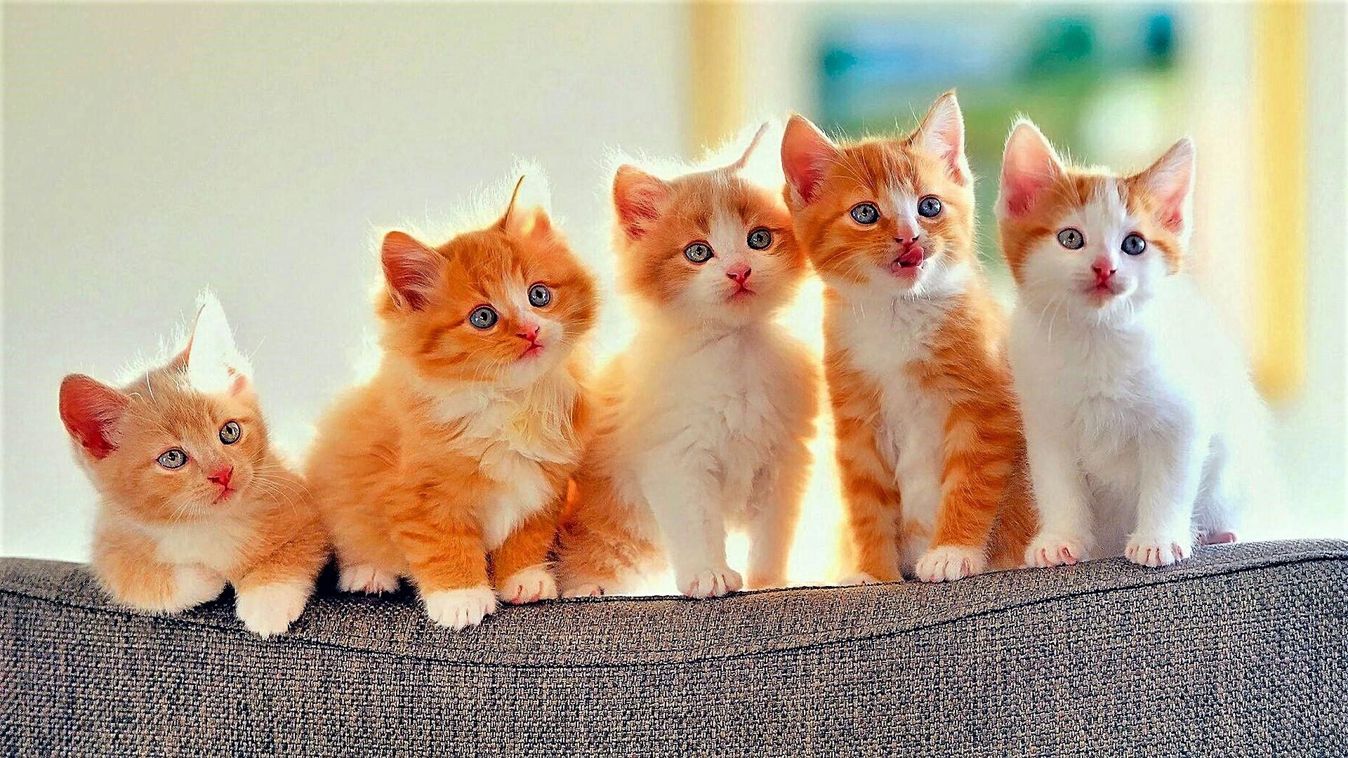 Wallpaper of Animal, Cute, Ginger, Kitten, Litterr, White background & HD image