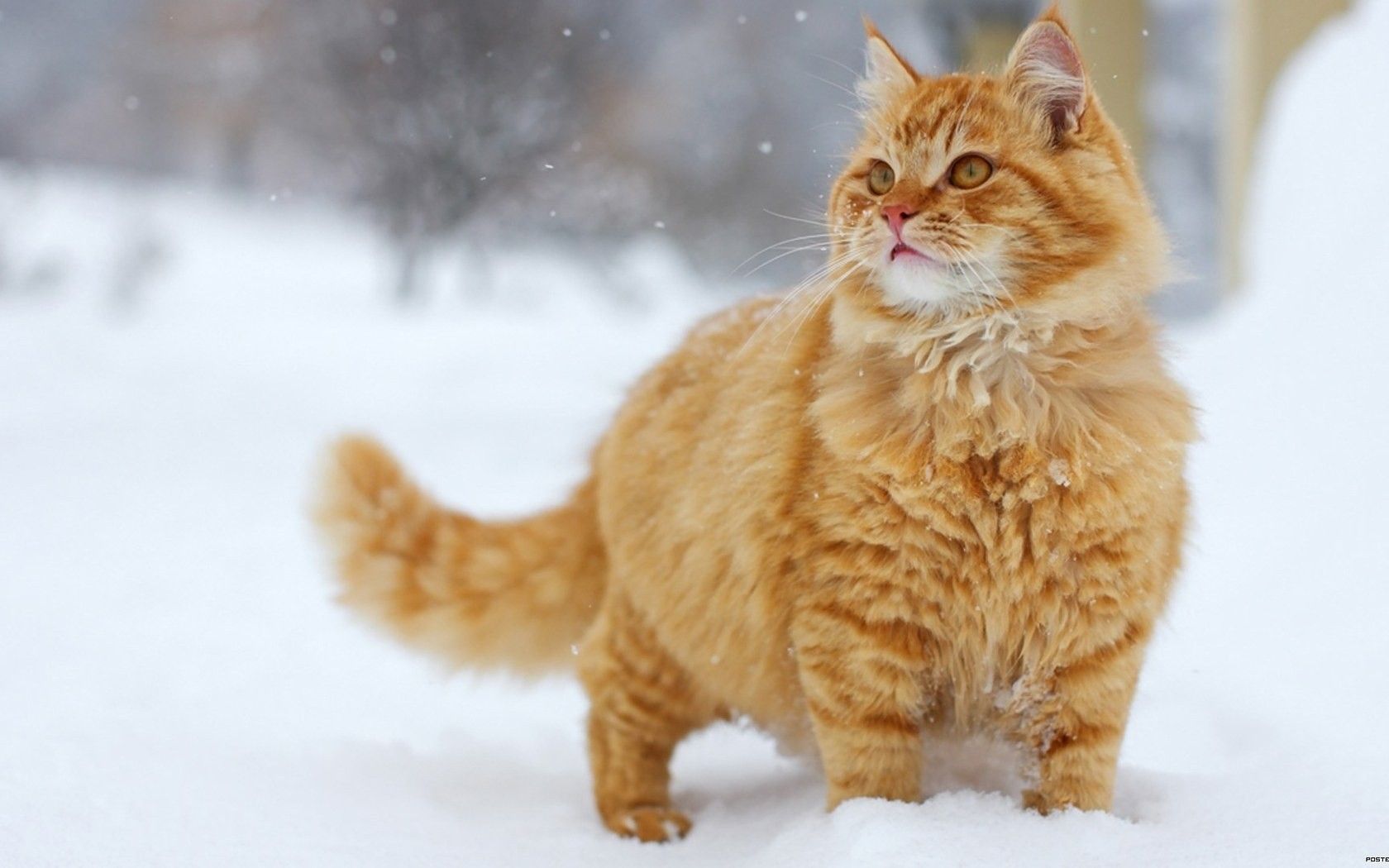 Fluffy ginger cat in the snow wallpaper and image, picture, photo