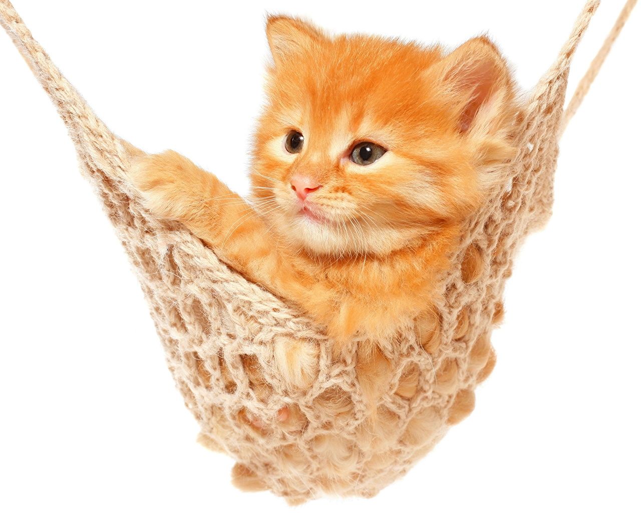 Wallpaper kitty cat Cats Ginger color animal