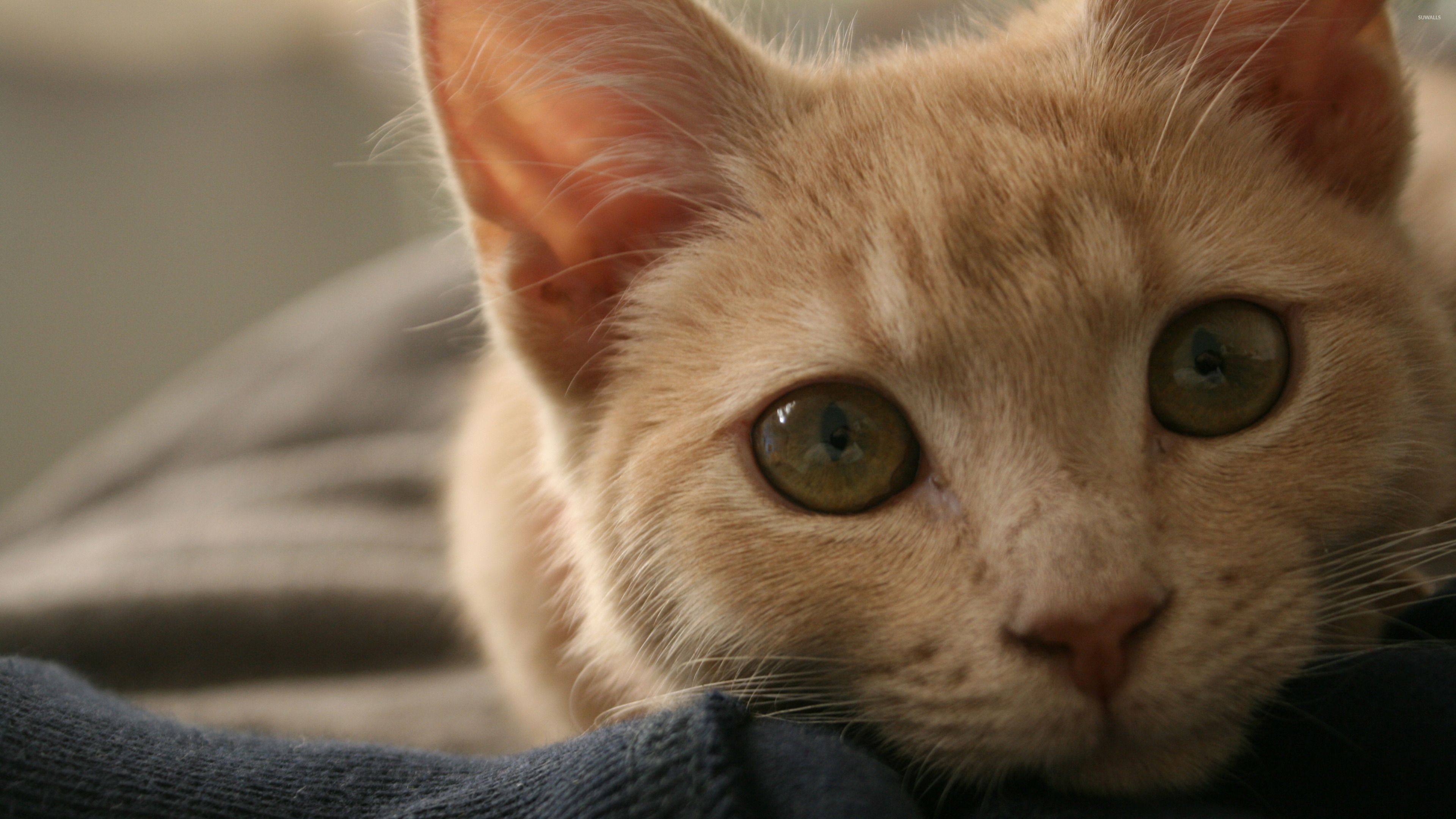 Ginger cat with green eyes wallpapers.