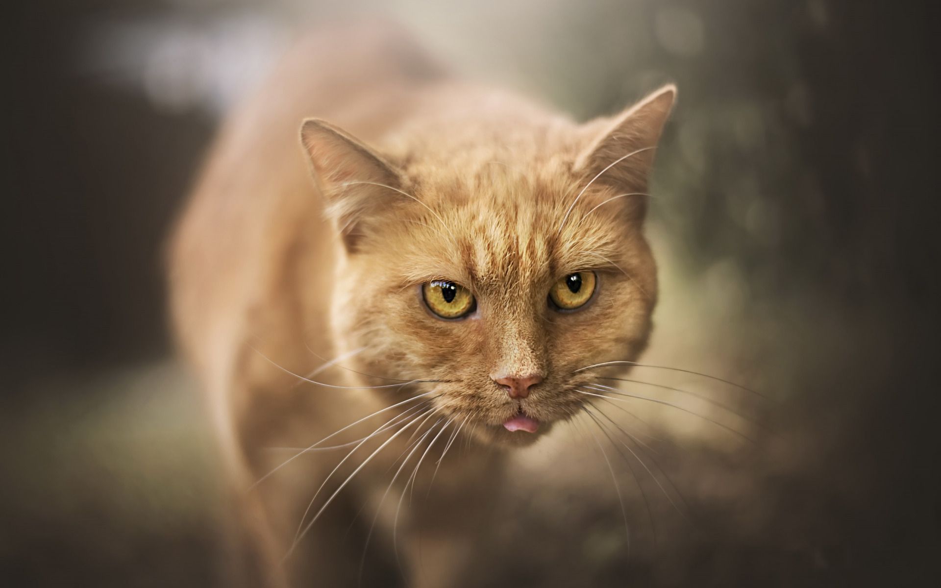 Download wallpaper ginger cat, short hair large cat, forest, blur, pets, cats for desktop with resolution 1920x1200. High Quality HD picture wallpaper