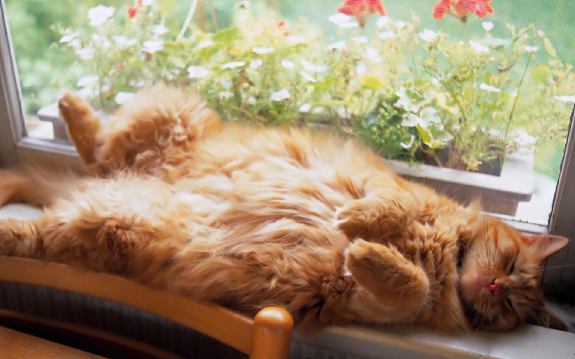 Ginger Cat Bliss HD desktop wallpaper, Widescreen, High Definition