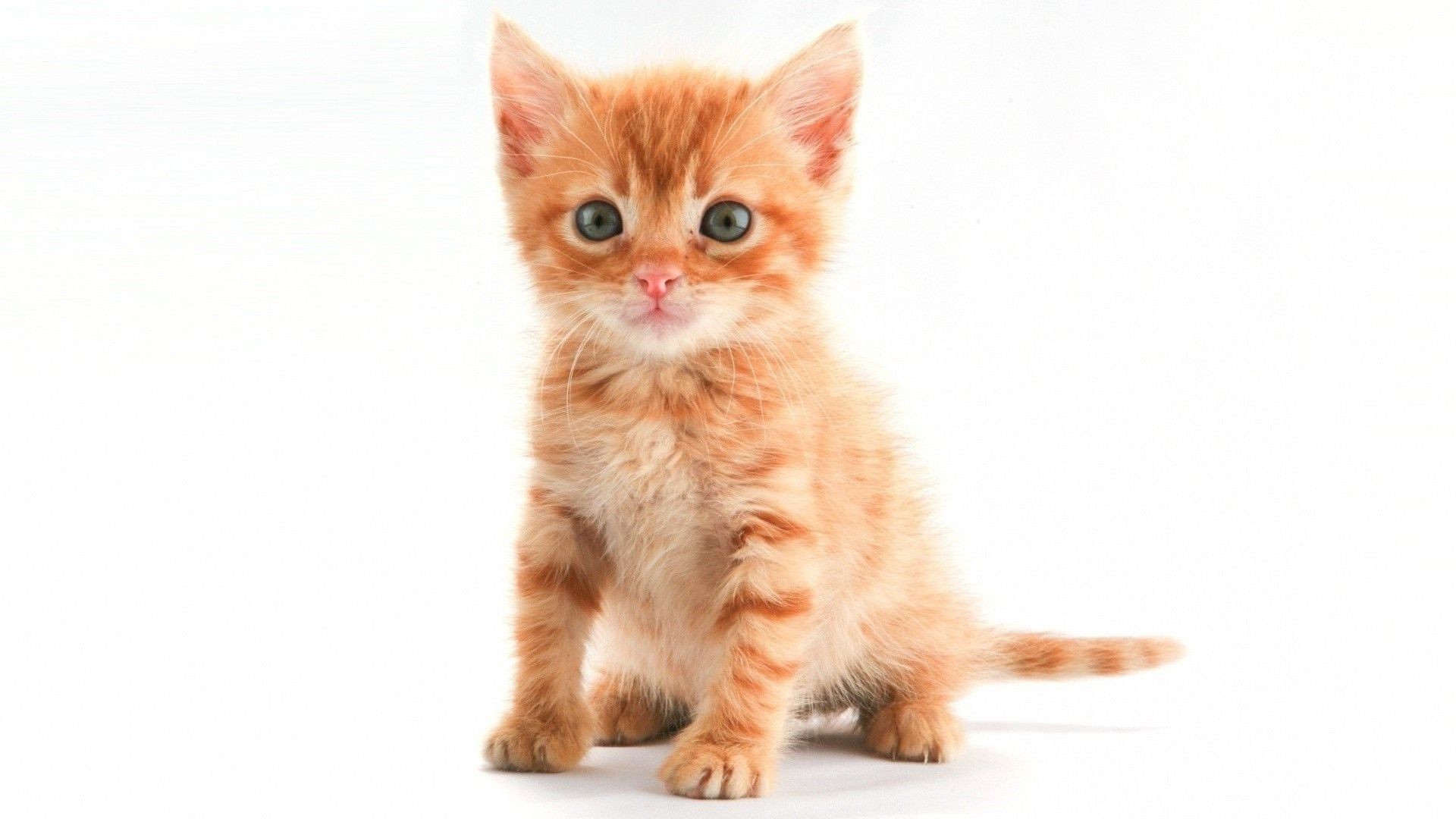 Cats: Kitten Animal Orange White Ginger Cat Cute Pisici Orange1. Desktop Background
