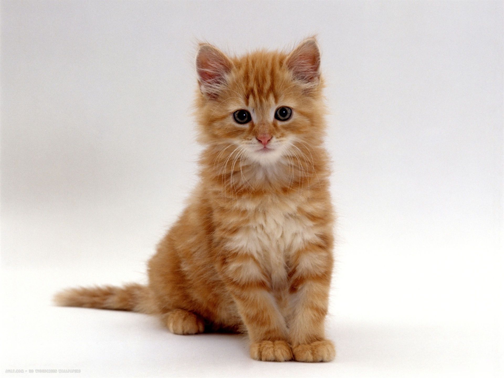 weeks fluffy ginger male kitten. domestic cat HD widescreen wallpaper