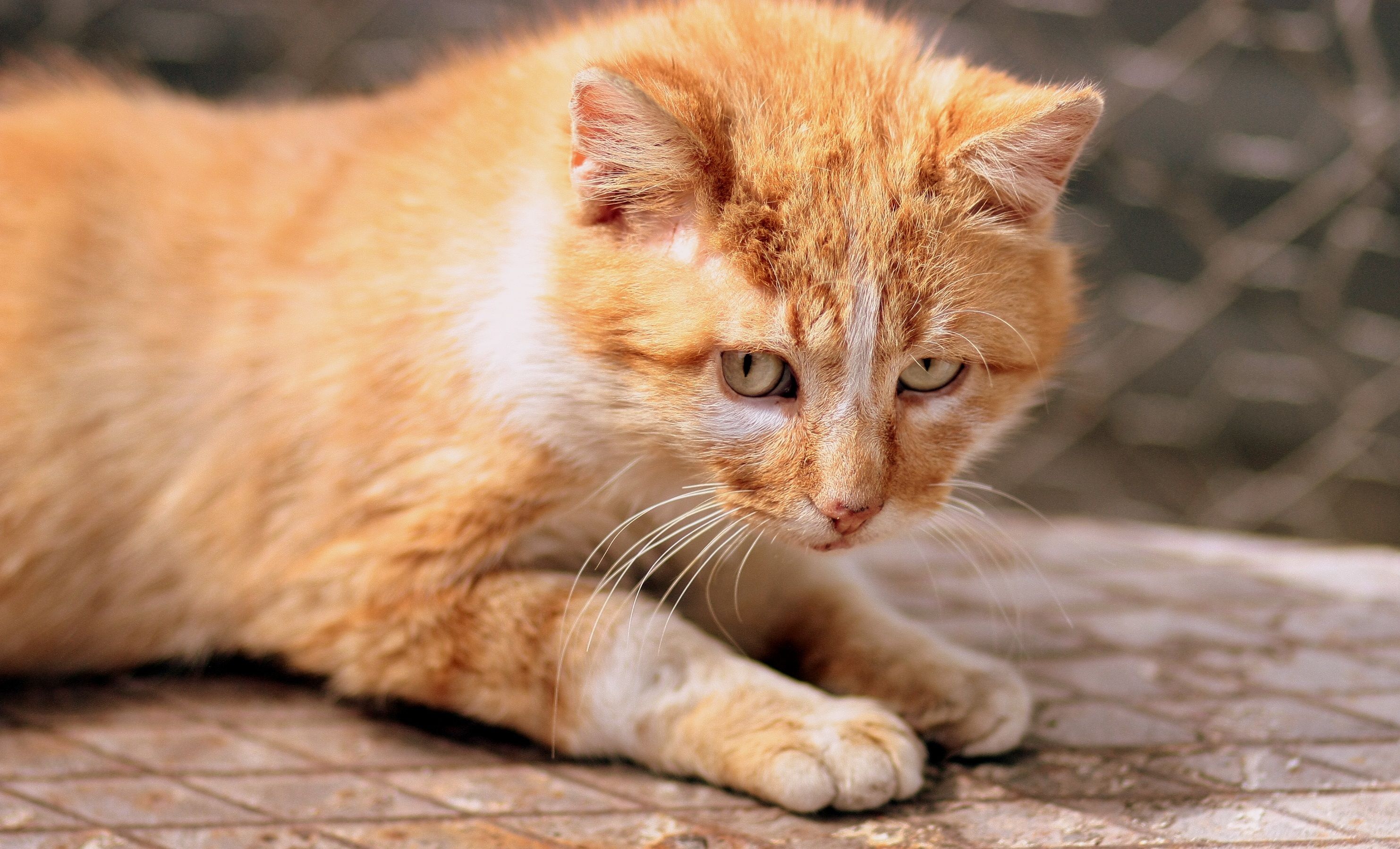 ginger cat, kitten, eyes Wallpaper, HD Animals 4K Wallpaper, Image, Photo and Background