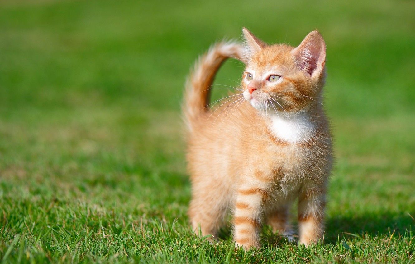 Wallpaper grass, baby, kitty, ginger kitten image for desktop, section кошки