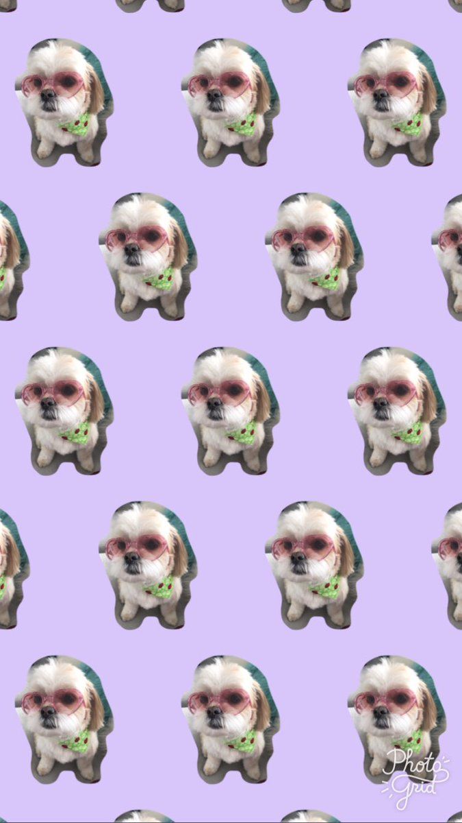 P☽ - I made wallpaper of the #AZNpupsquad !!!!!