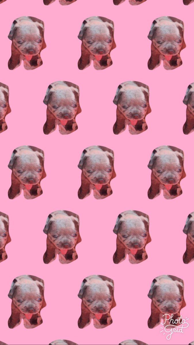 P☽ - I made wallpaper of the #AZNpupsquad !!!!!