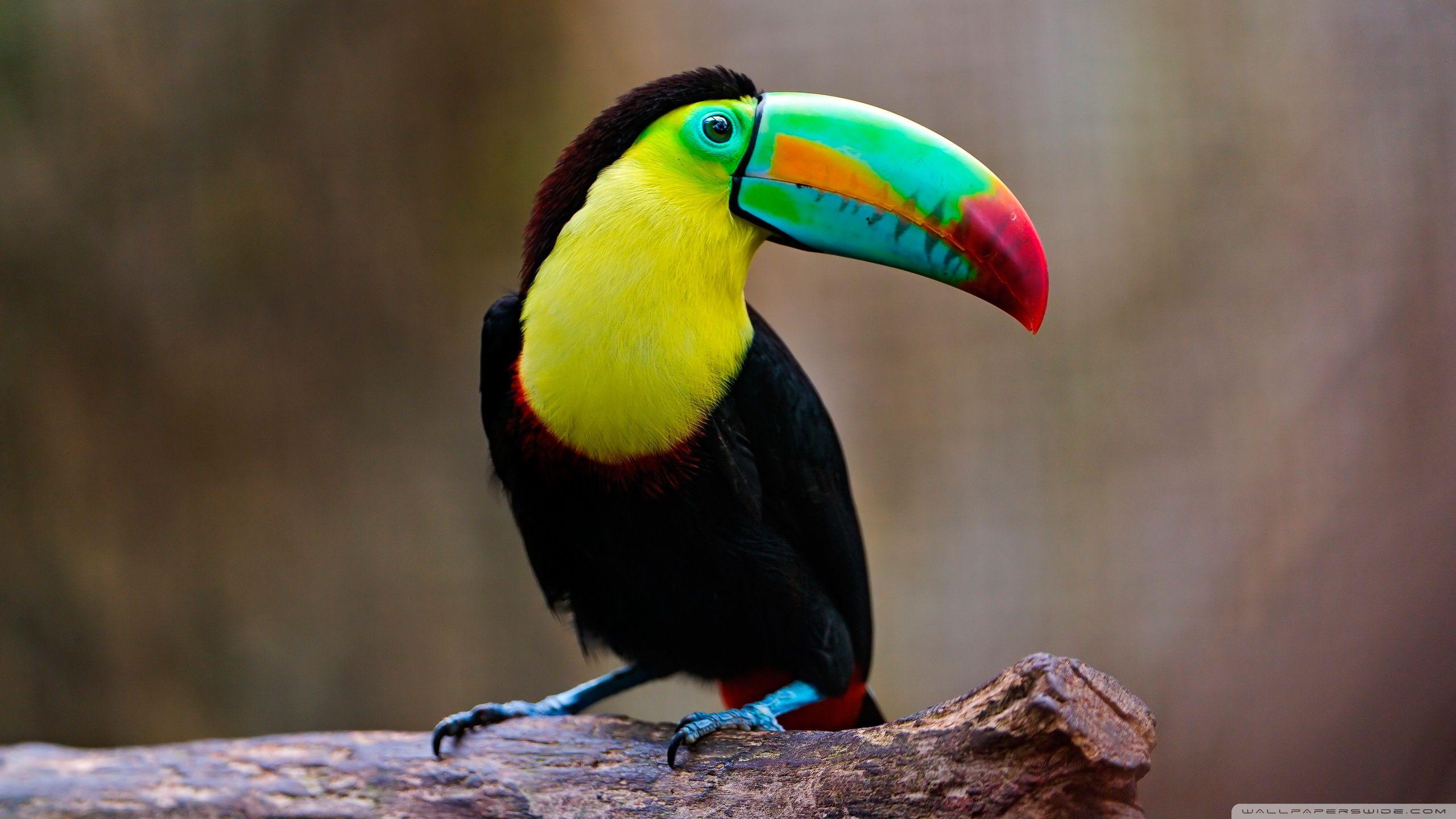 Toucan ❤ 4K HD Desktop Wallpaper for 4K Ultra HD TV • Dual