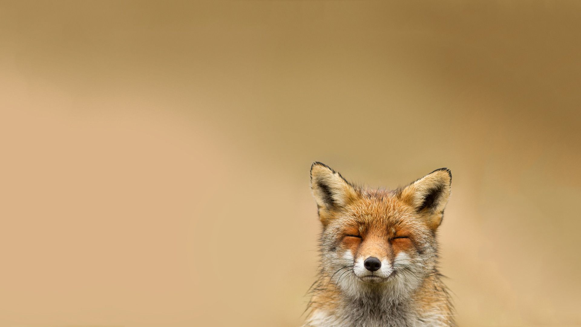 Most Satisfied Fox Ever All Time Favorite Wallpaper [1920x1080]
