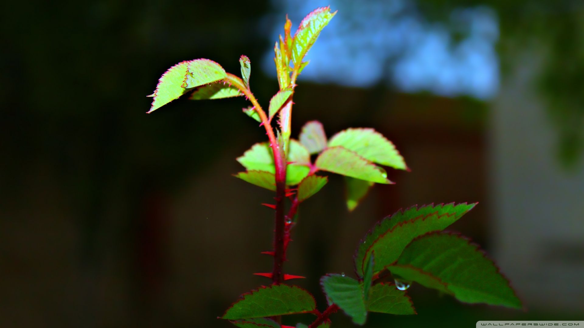 Day and Night Ultra HD Desktop Background Wallpaper for 4K UHD TV, Widescreen & UltraWide Desktop & Laptop, Tablet