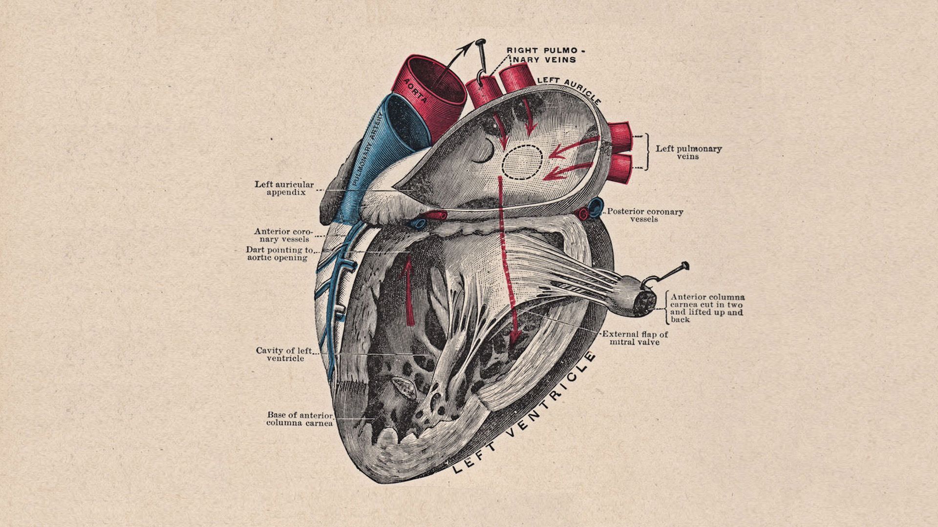 Heart Anatomy Wallpaper Free Heart Anatomy Background