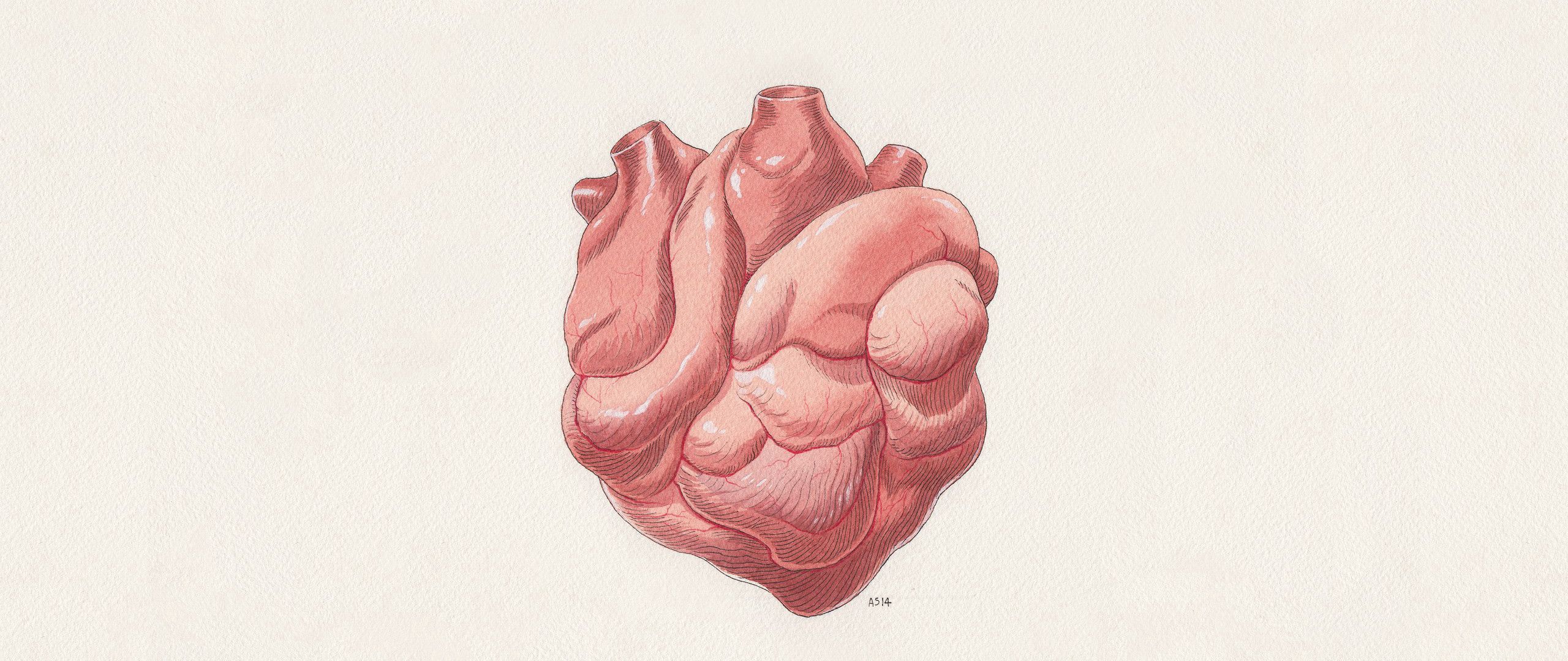 anatomy heart wallpaper