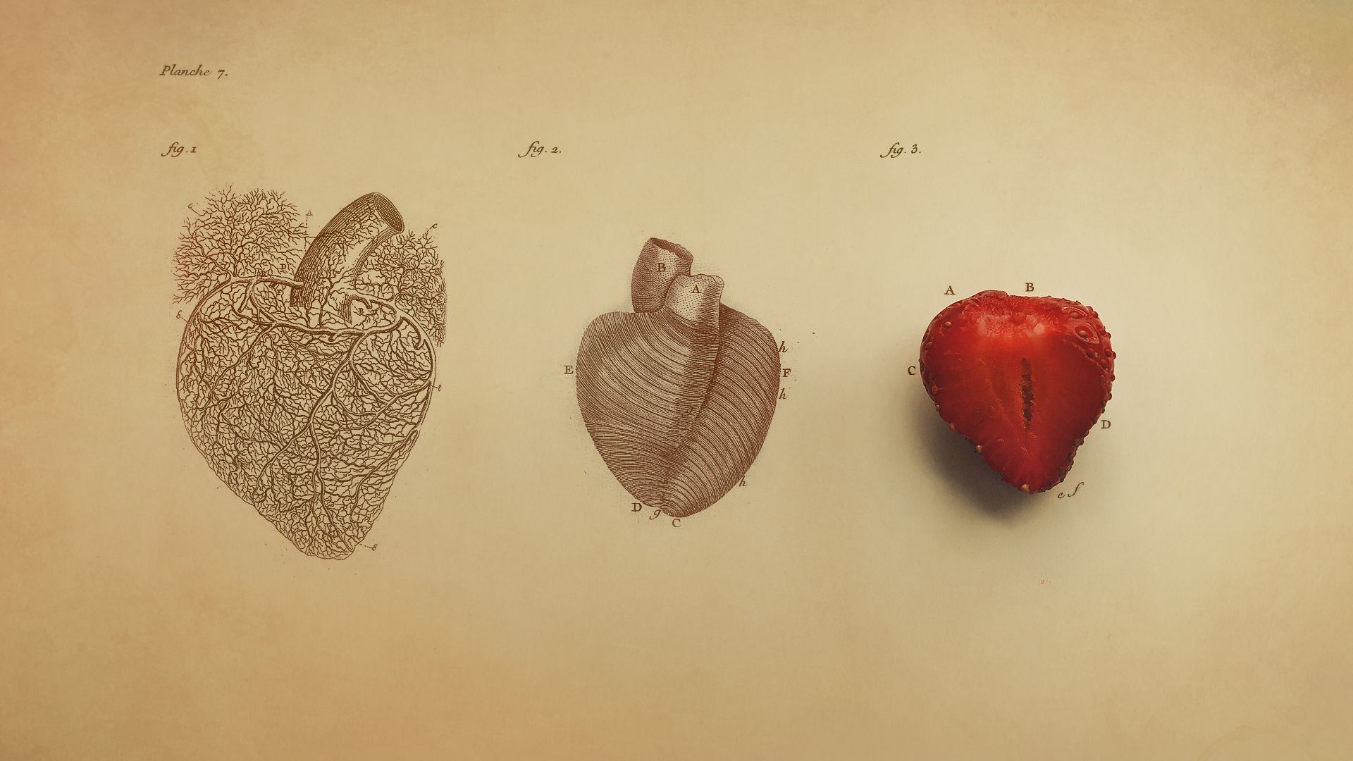 Heart Anatomy Wallpapers - Wallpaper Cave