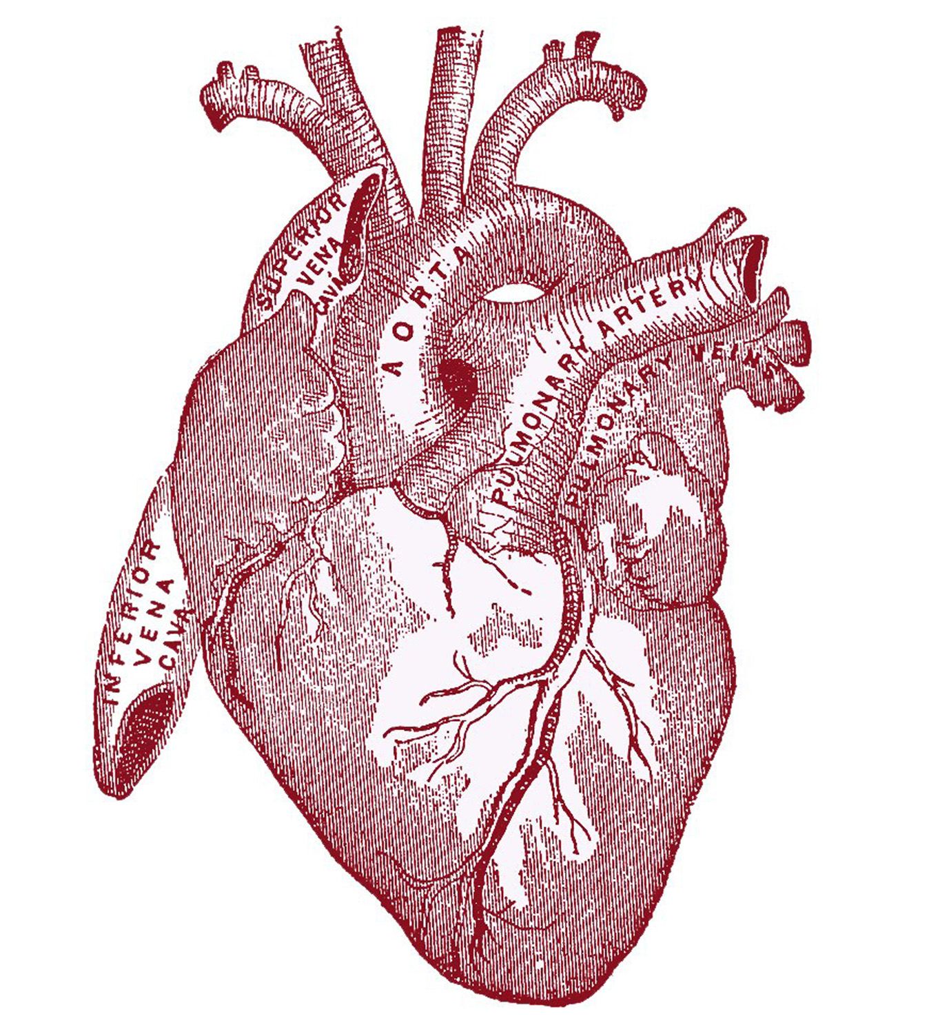 Anatomical Heart Picture! Graphics Fairy