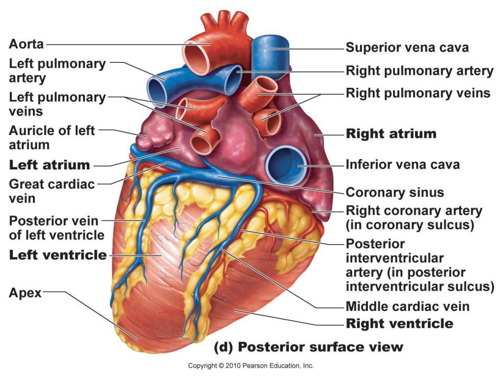 Anatomy System Body Anatomy diagram and chart image. Human Body Anatomy Diagrams