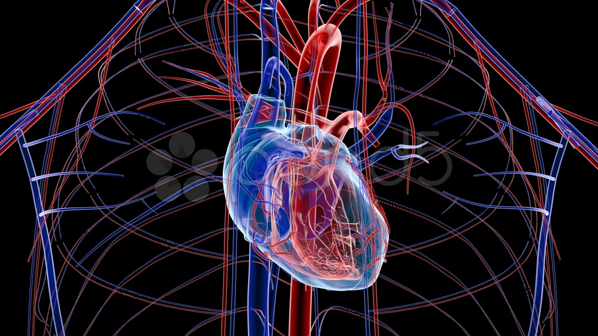 Heart Anatomy Wallpaper