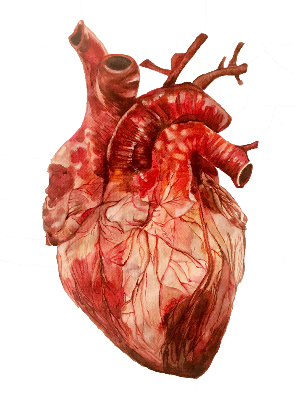 Anatomical Heart Study. Adora Horton #''eyedrawing''. Anatomical heart, Anatomical heart art, Heart artwork