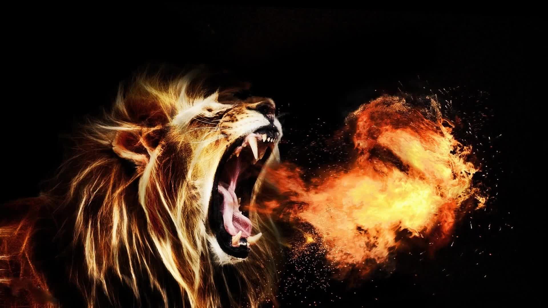 Lion Fire Wallpapers - Wallpaper Cave