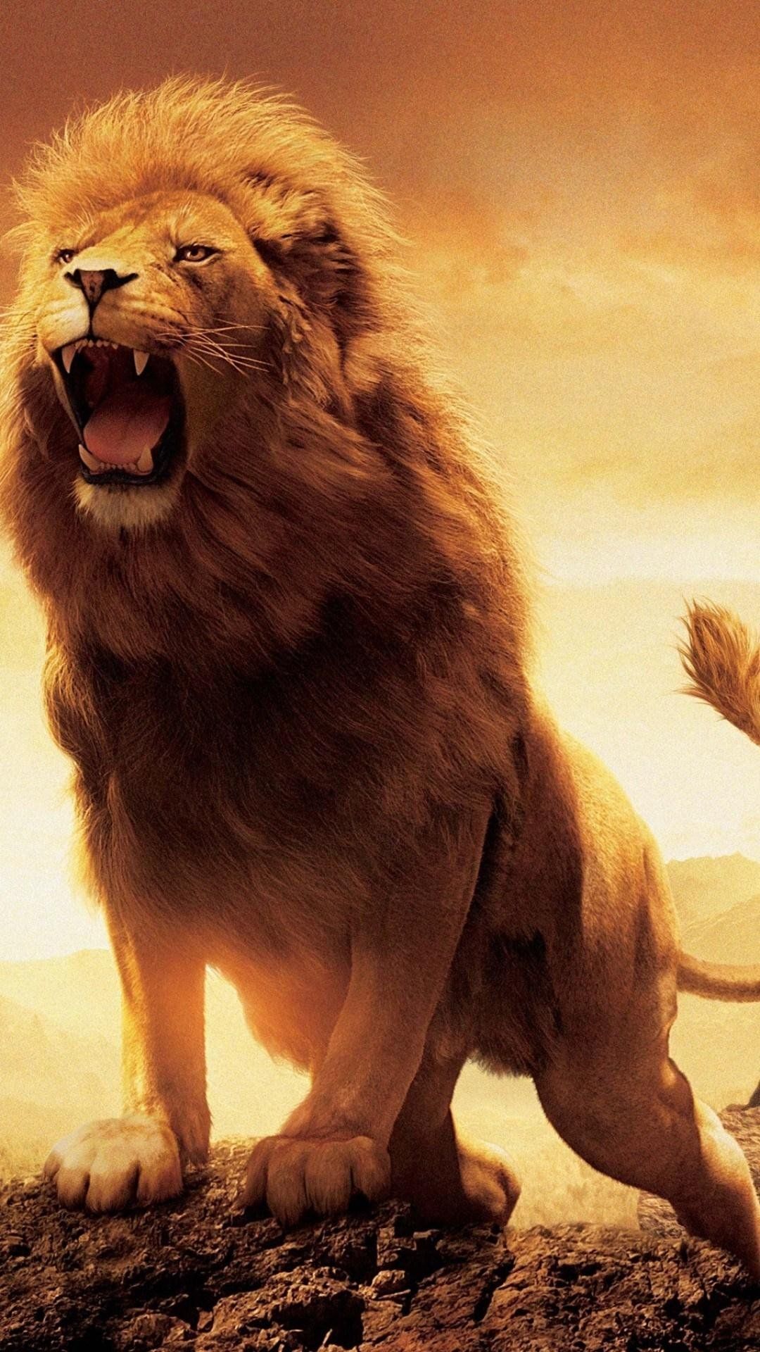 Lion Roaring Wallpaper Free HD Wallpaper