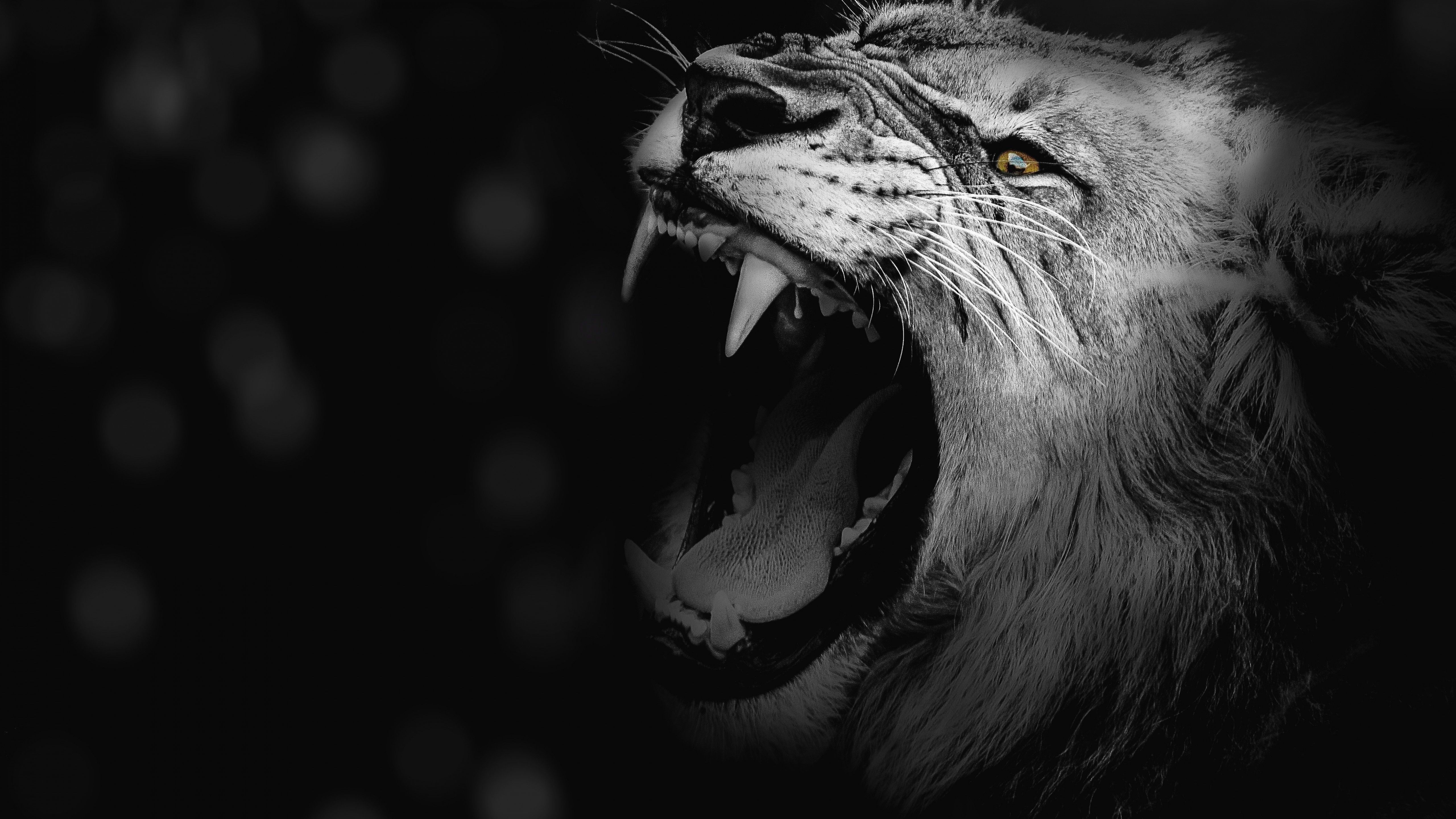 Lion 4K Wallpaper, Roaring, African, Predator, 5K, Animals