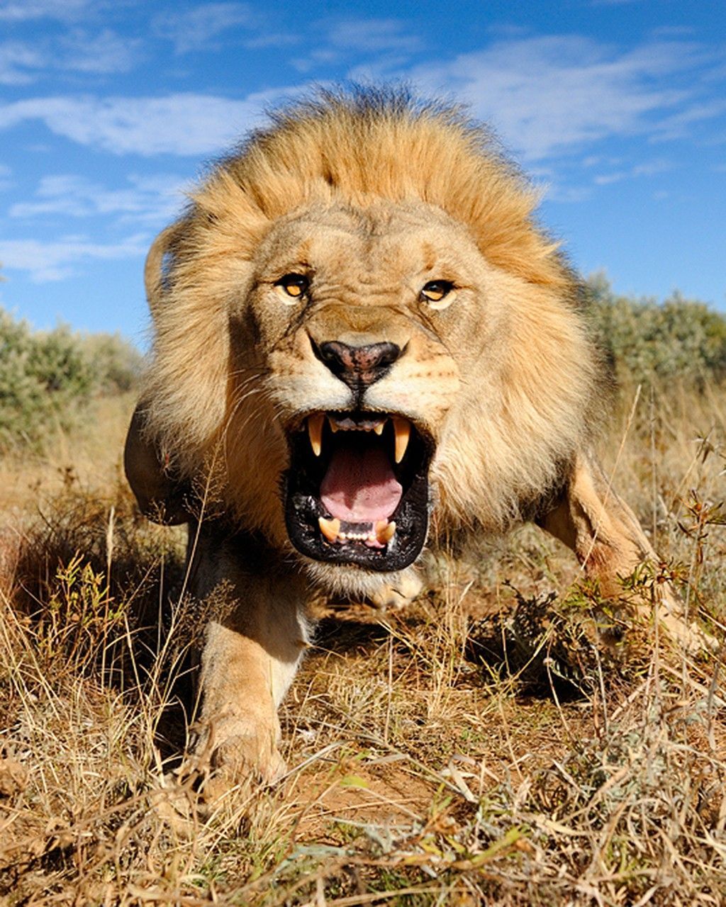 Lion lion roaring wallpaper for desktop