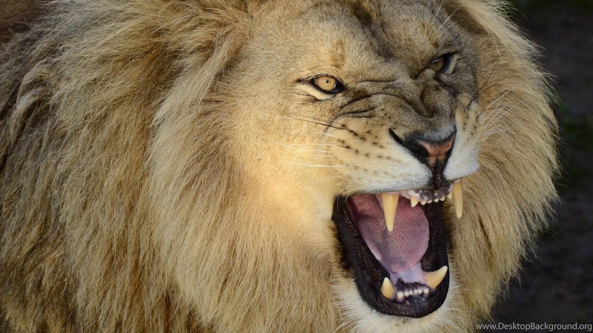 Picture Of A Roaring Lion Wallpaper Desktop Background