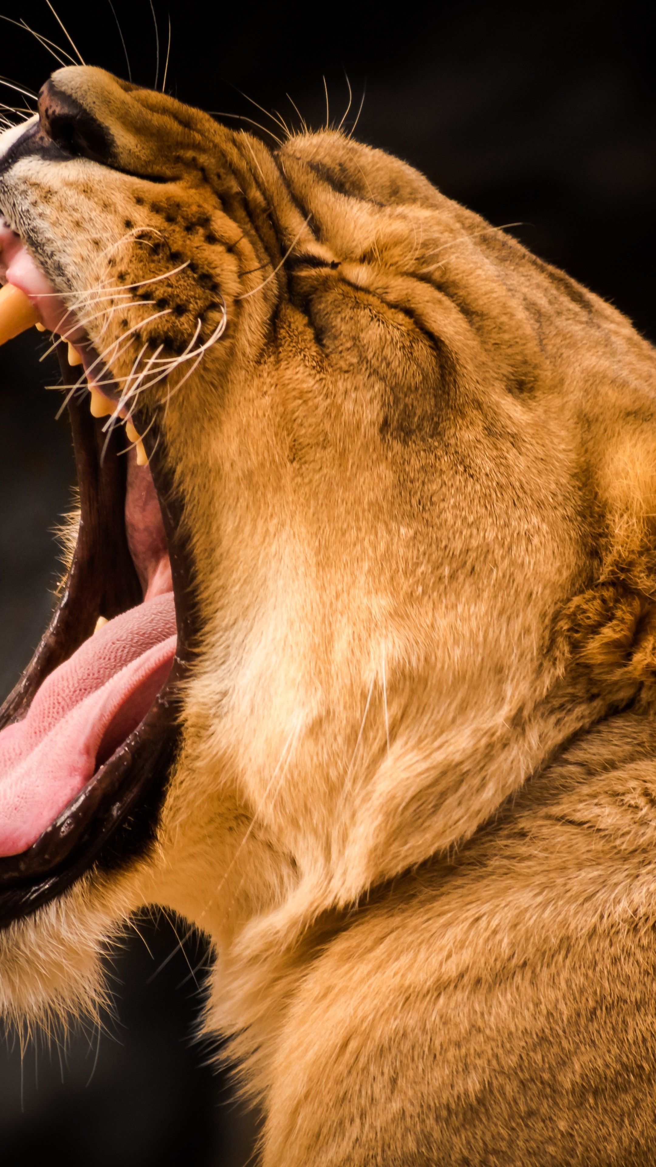 Wallpaper lion, roaring, 4k, Animals