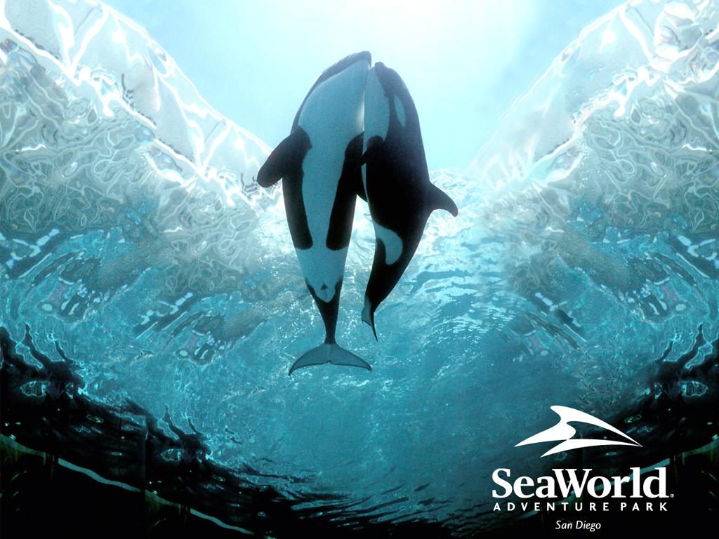SeaWorld Orlando Wallpaper. SeaWorld Orlando Wallpaper, SeaWorld San Antonio Wallpaper and SeaWorld San Diego Wallpaper