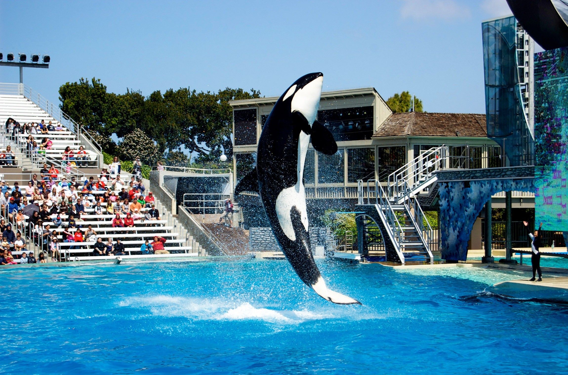 Amazing Black Fish Show in SeaWorld San Diego City United States