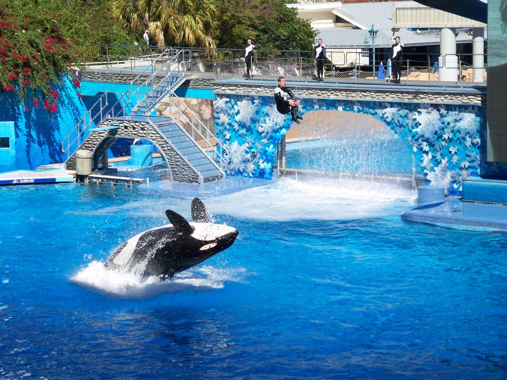 Free download seaworld wallpaper definition wallpapercom [1024x768] for your Desktop, Mobile & Tablet. Explore Sea World Wallpaper Borders. Sea Animals Wallpaper Border, Seashells or Beach Wallpaper Border, Beach Wallpaper Border