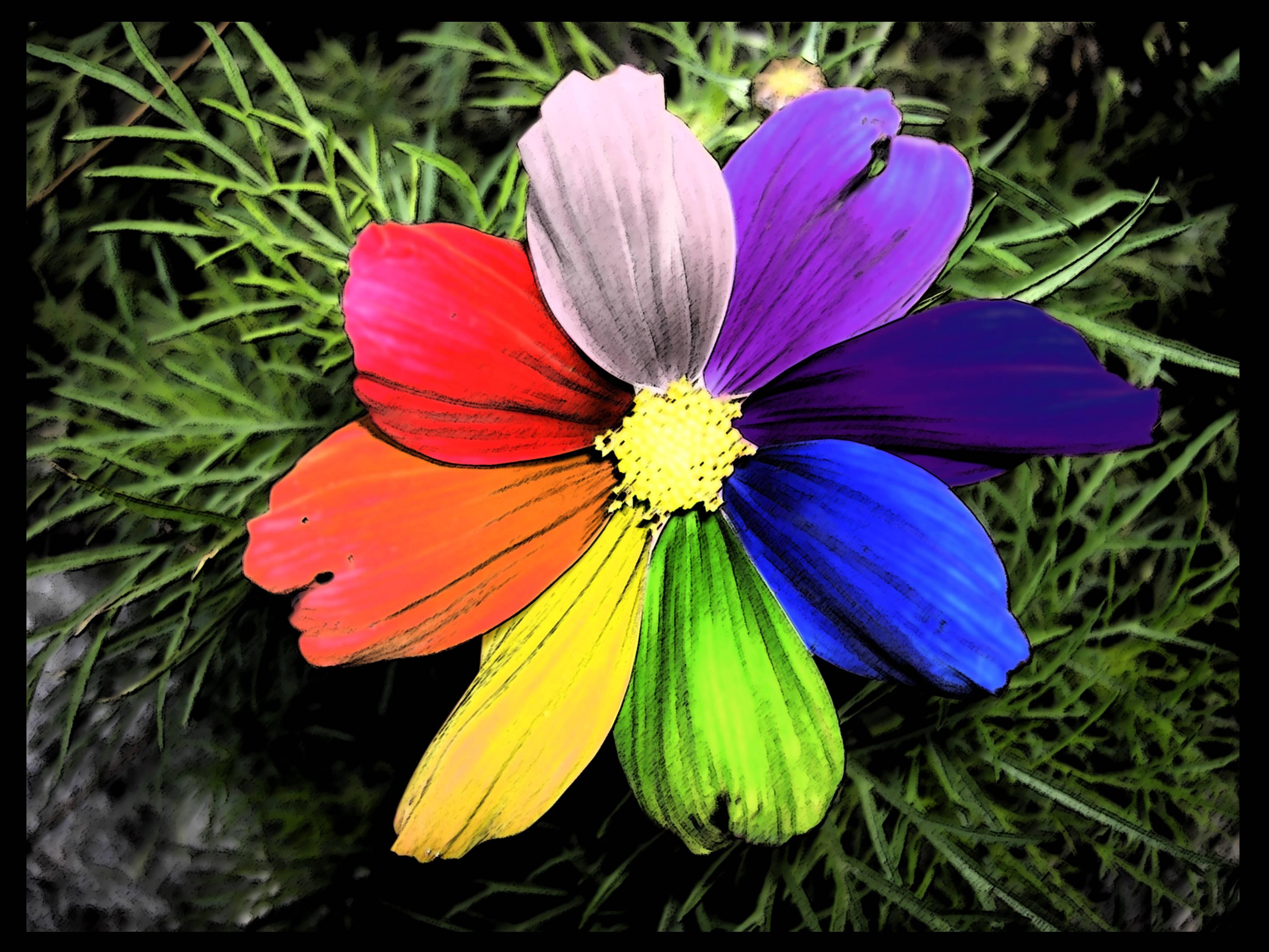 Aesthetic Rainbow Flower Wallpaper