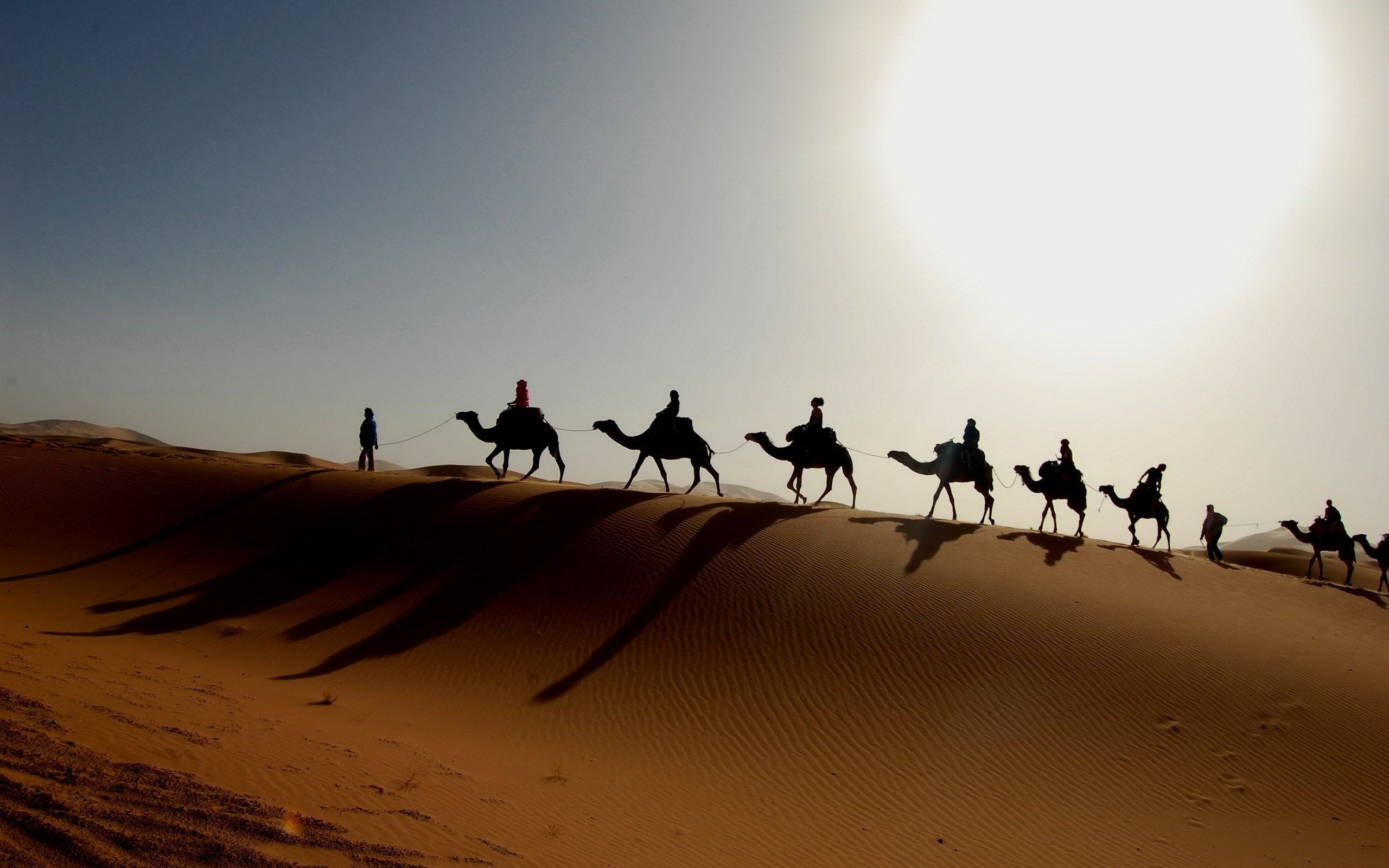 camels sahara desert Desktop Wallpaperk HD