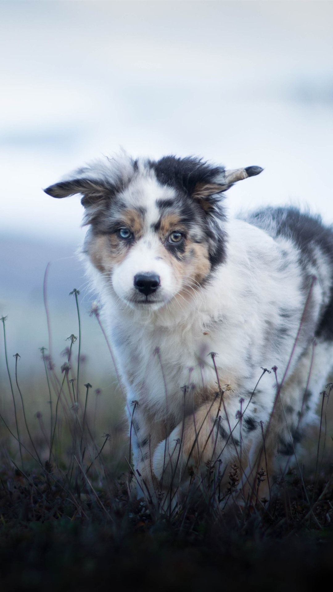 Australian Shepherd, Furry Puppy, Grass 1080x1920 IPhone 8 7 6 6S Plus Wallpaper, Background, Picture, Image