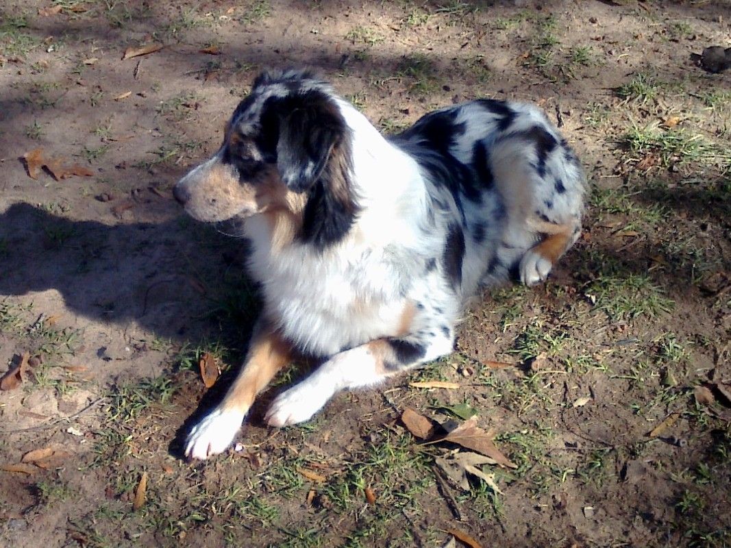 Mini Aussie Background. Aussie Curves Wallpaper, Mini Aussie Background and Aussie Shepherd Wallpaper