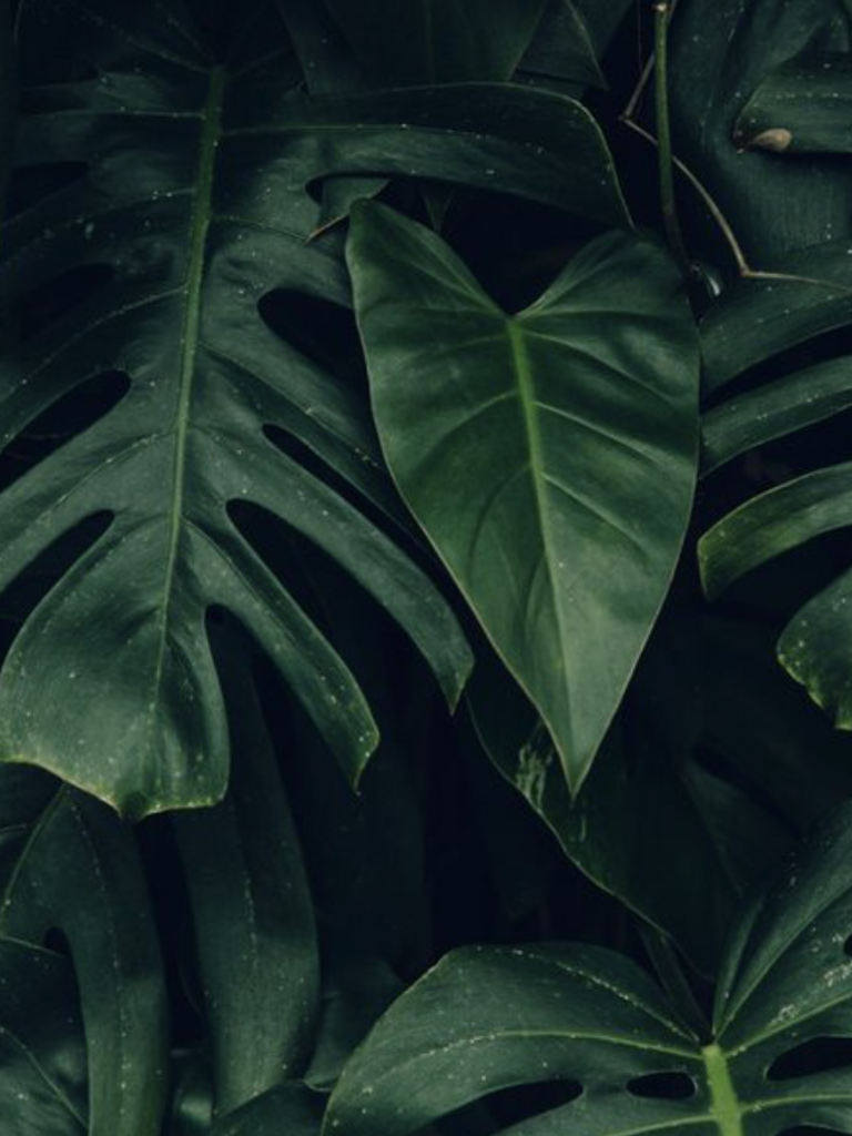 Free download palm leaves hawaii aesthetic tropical plants plantspo [772x1186] for your Desktop, Mobile & Tablet. Explore Wallpaper Aesthetic Green. Wallpaper Aesthetic Green, Aesthetic Green PC Wallpaper, Aesthetic Wallpaper