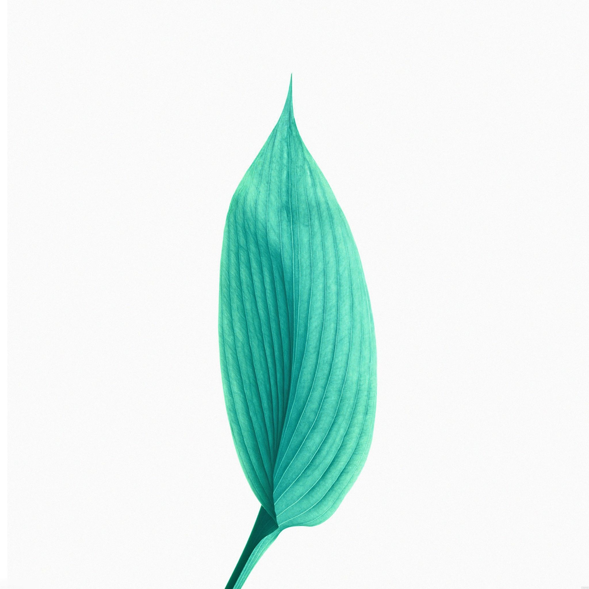 Apple Blue Leaf Aesthetic Macro iPad Air Wallpaper Free Download