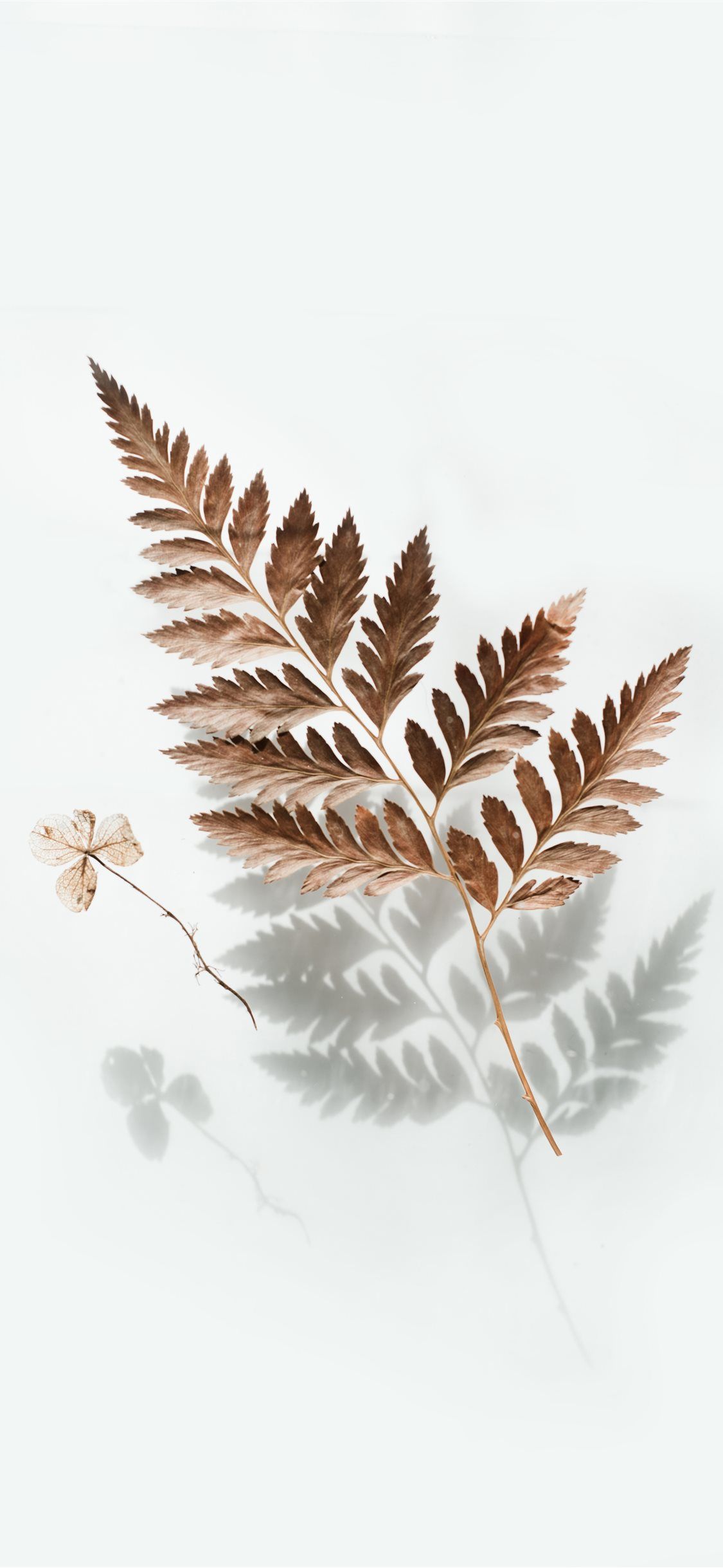 brown leaf iPhone X Wallpaper Free Download