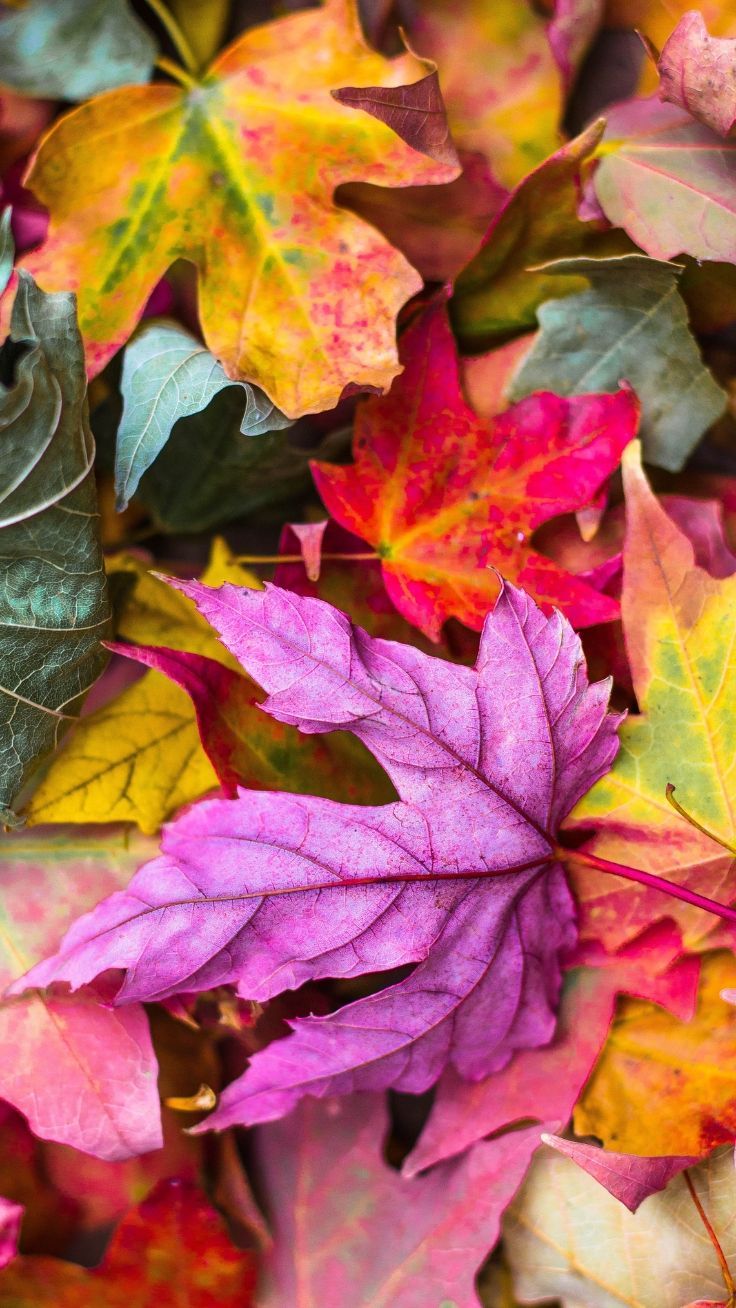 Aesthetic Leaves Wallpaper Free HD Wallpaper