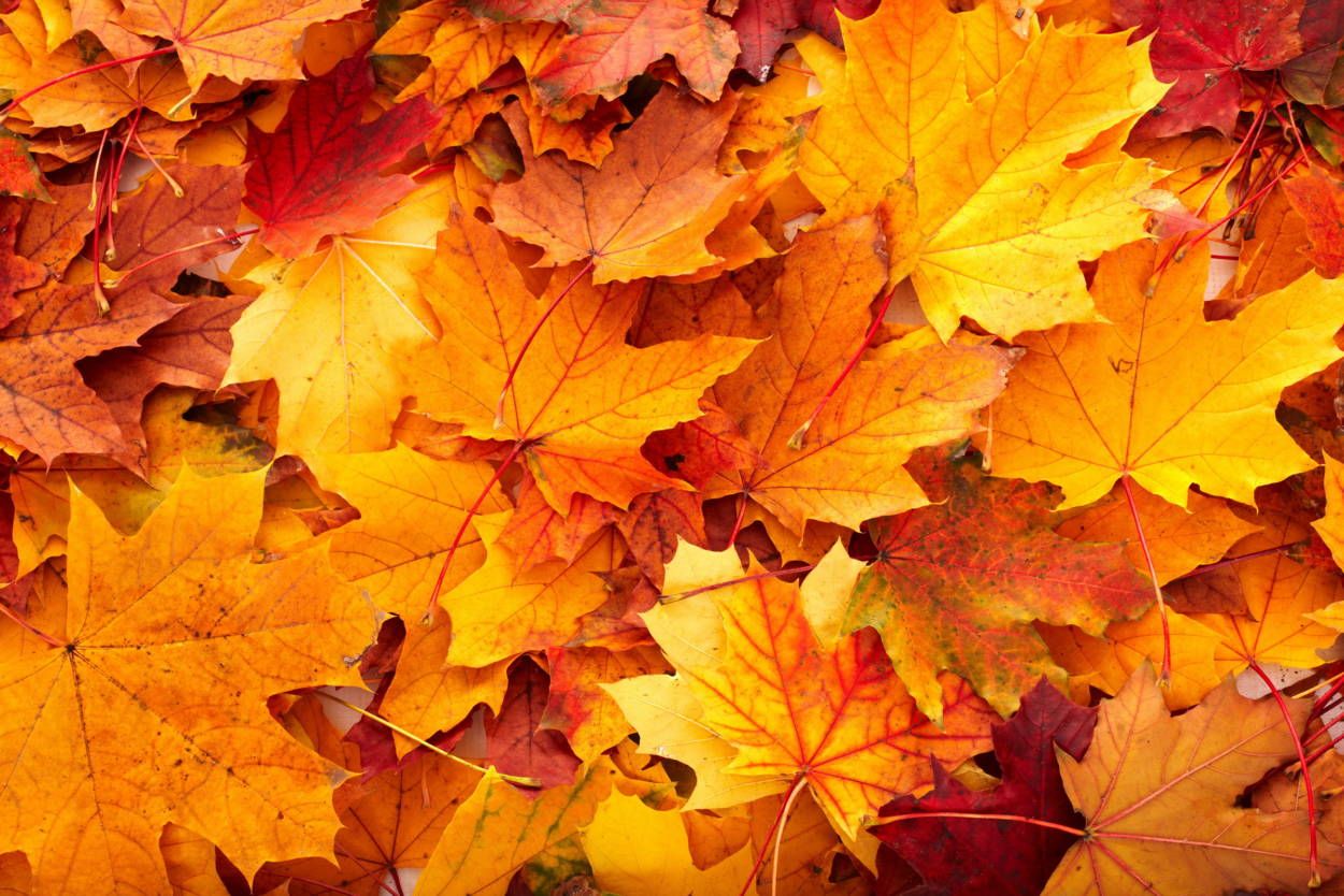 Fall background image that you can use in your designs