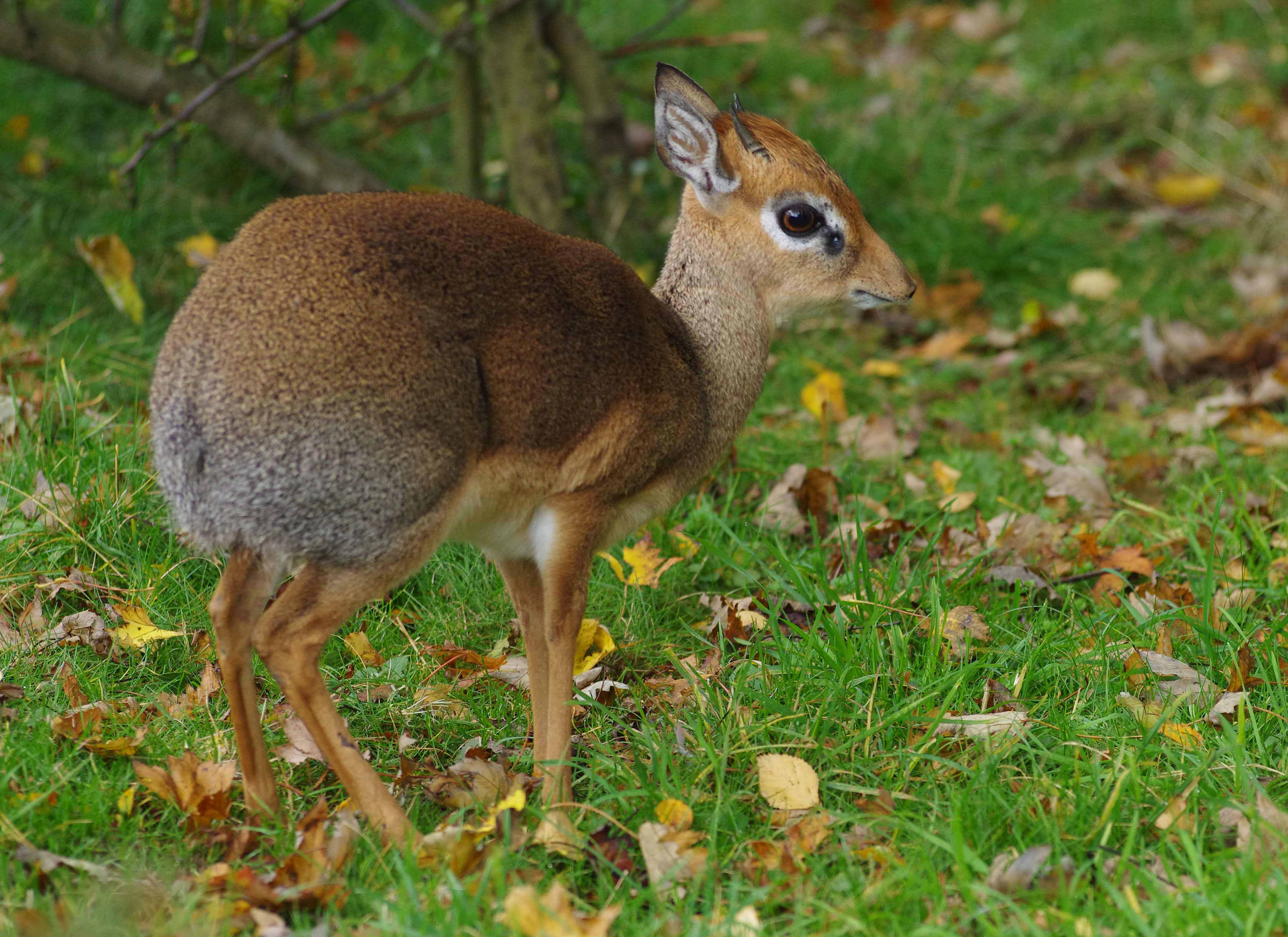 4181x3041px Dik Dik (721.87 KB).08.2015