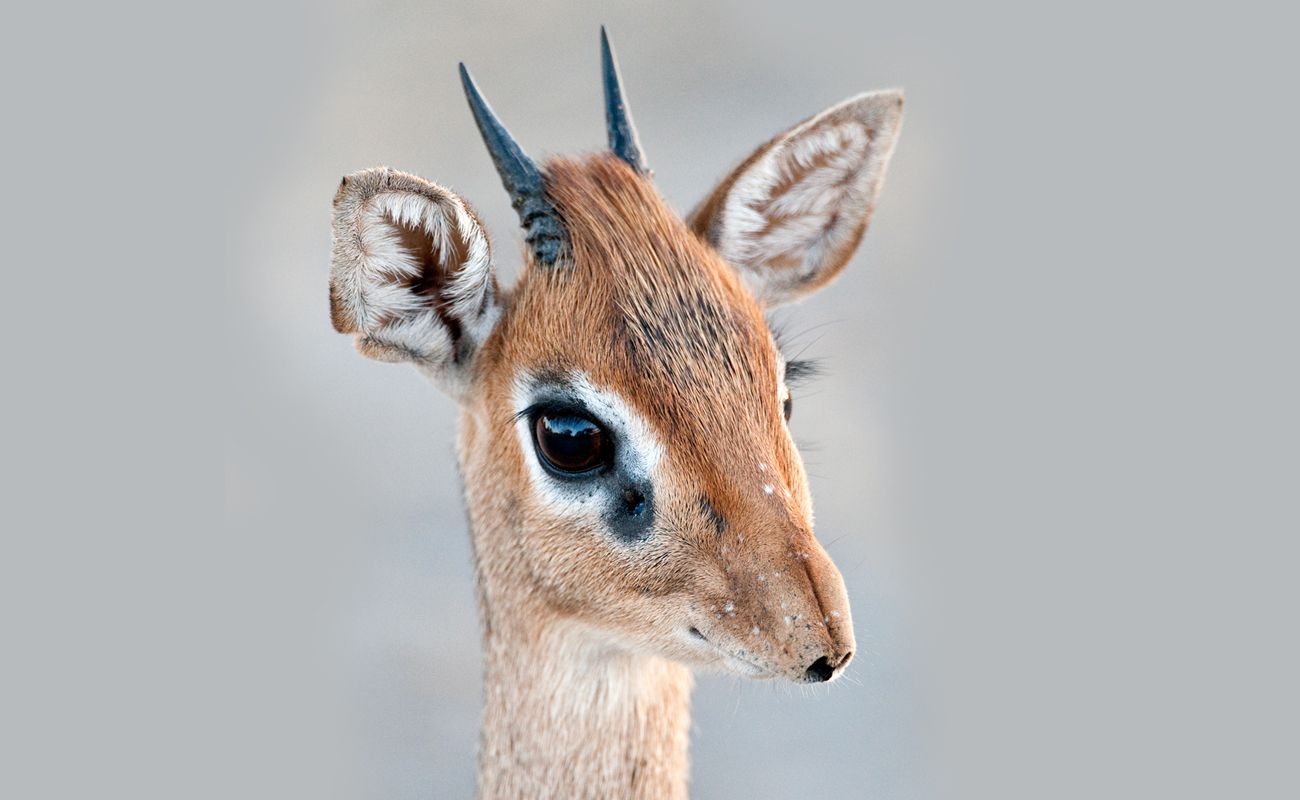 1300x800px 456.52 KB Dik Dik