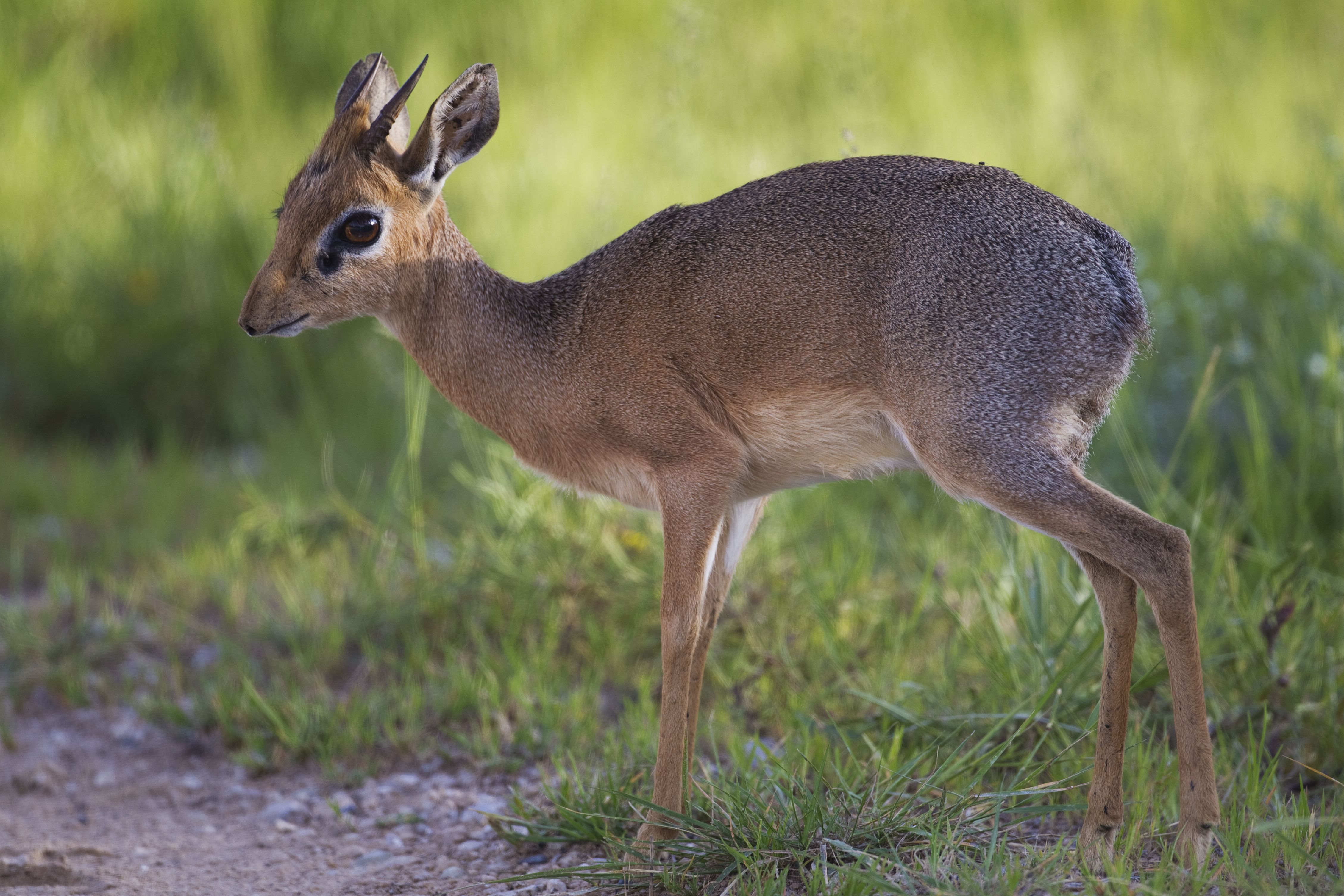 Dik Dik Wallpapers - Wallpaper Cave