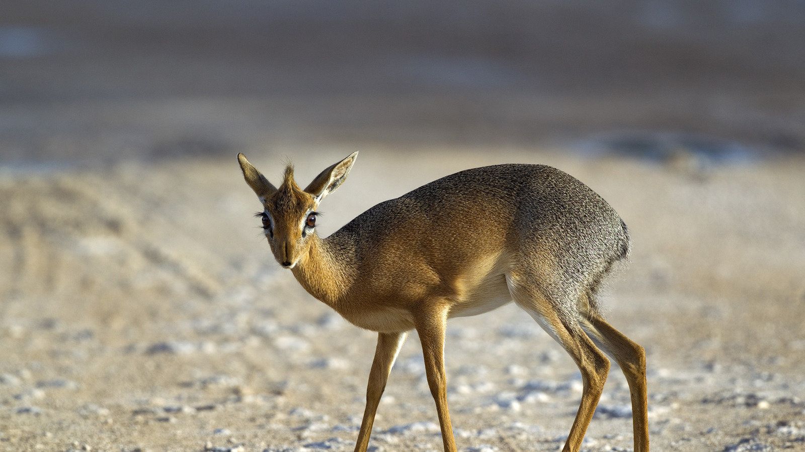 dik-dik-wallpapers-wallpaper-cave