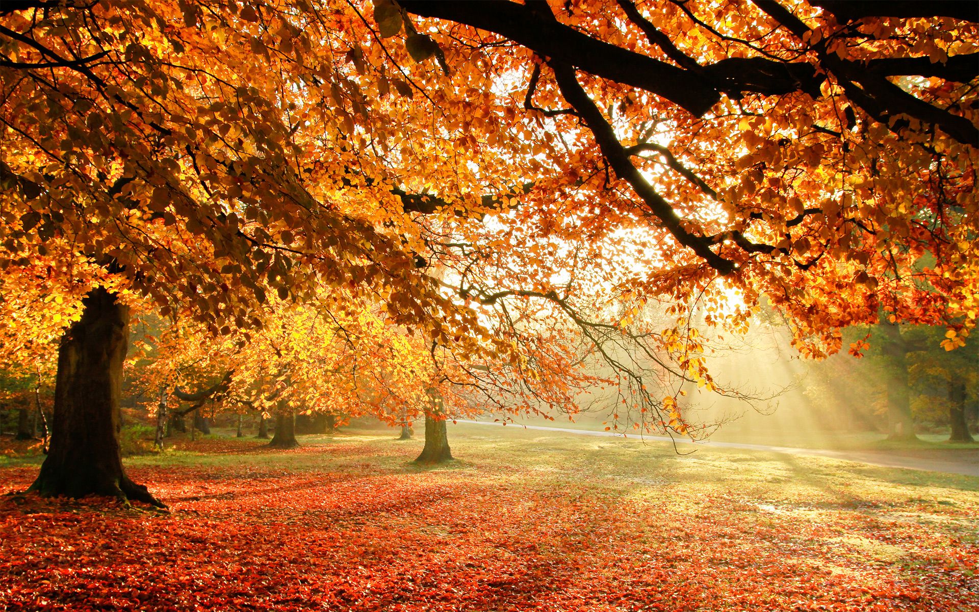Free download Autumn Trees Sun Light HD Wallpaper [1920x1200] for your Desktop, Mobile & Tablet. Explore Autumn Tree Wallpaper. Autumn Leaves Wallpaper, Fall Tree Wallpaper, Fall Trees Wallpaper Desktop