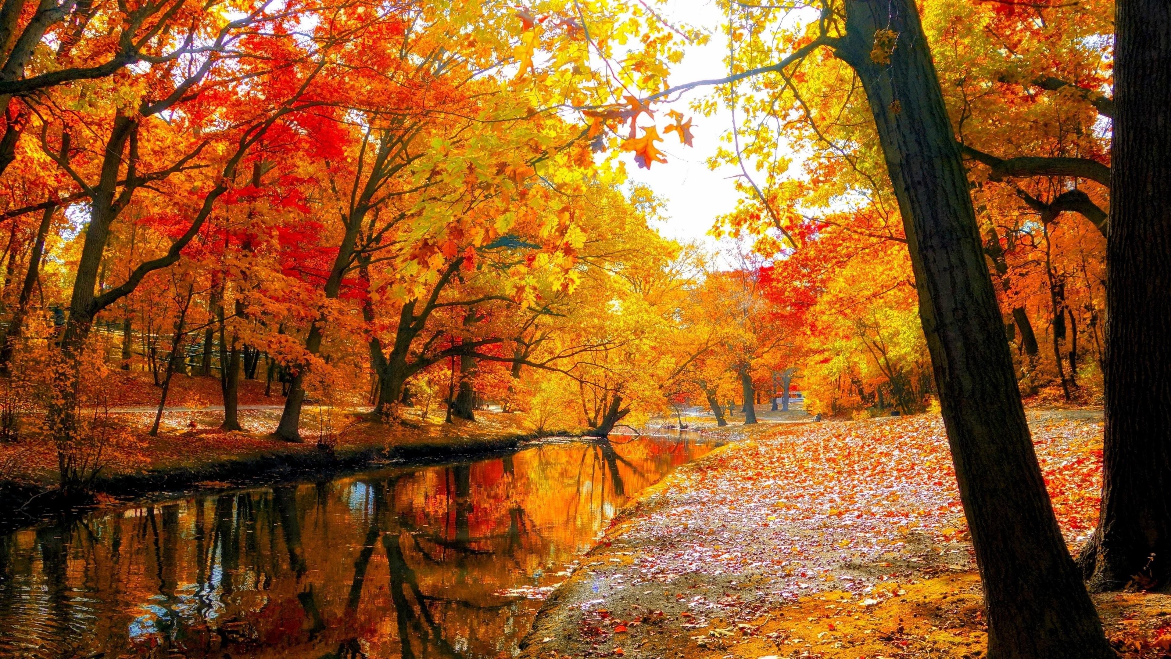 Autumn Trees, Download Wallpaper