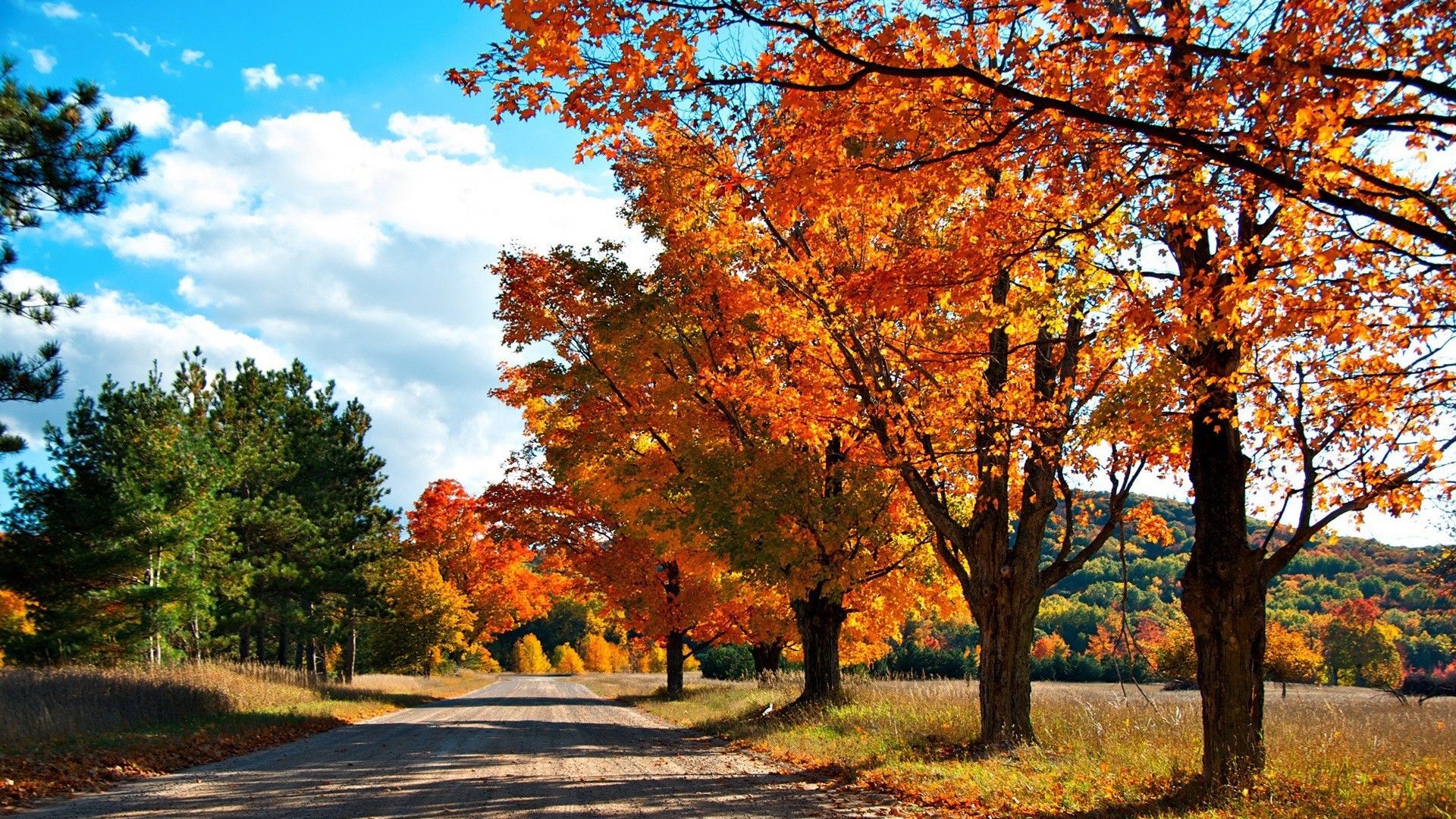 Autumn Trees Beside Road Nature HD Wallpaper