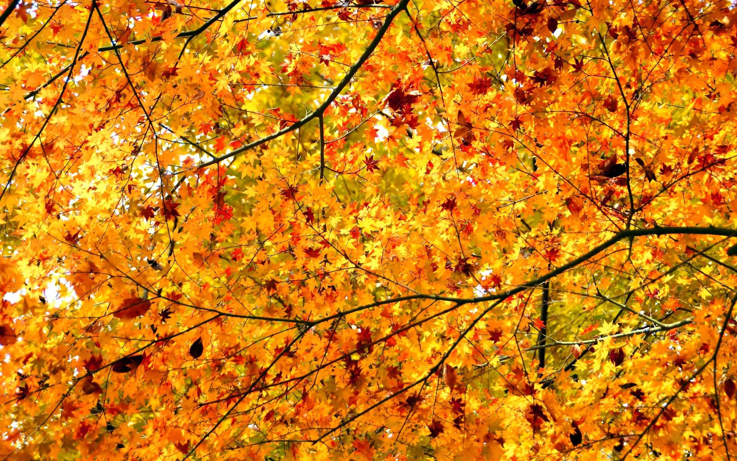 Daily Wallpaper: Autumn Maple Trees. I Like To Waste My Time