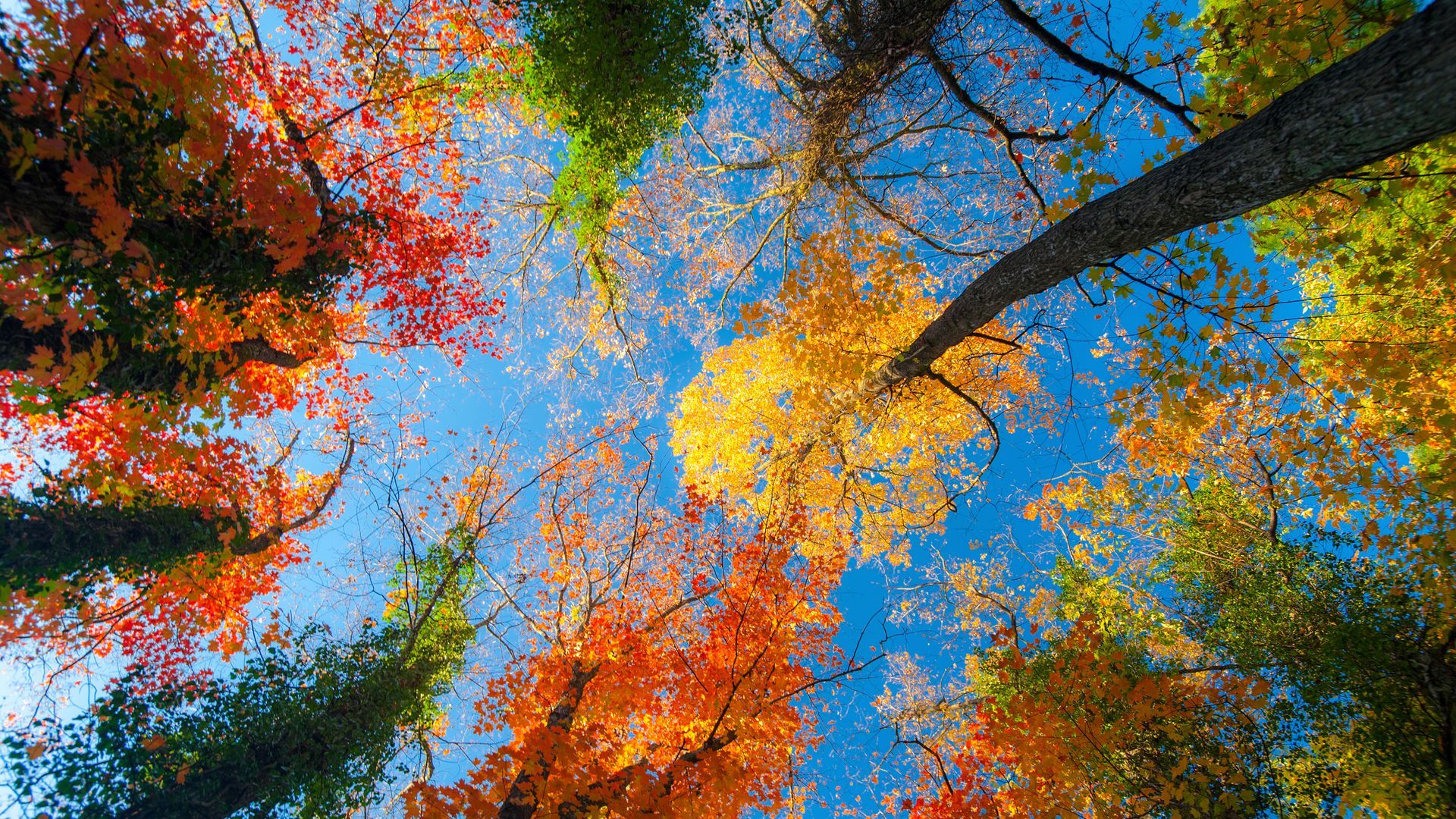 Autumn Trees And Sky View Free HD Image