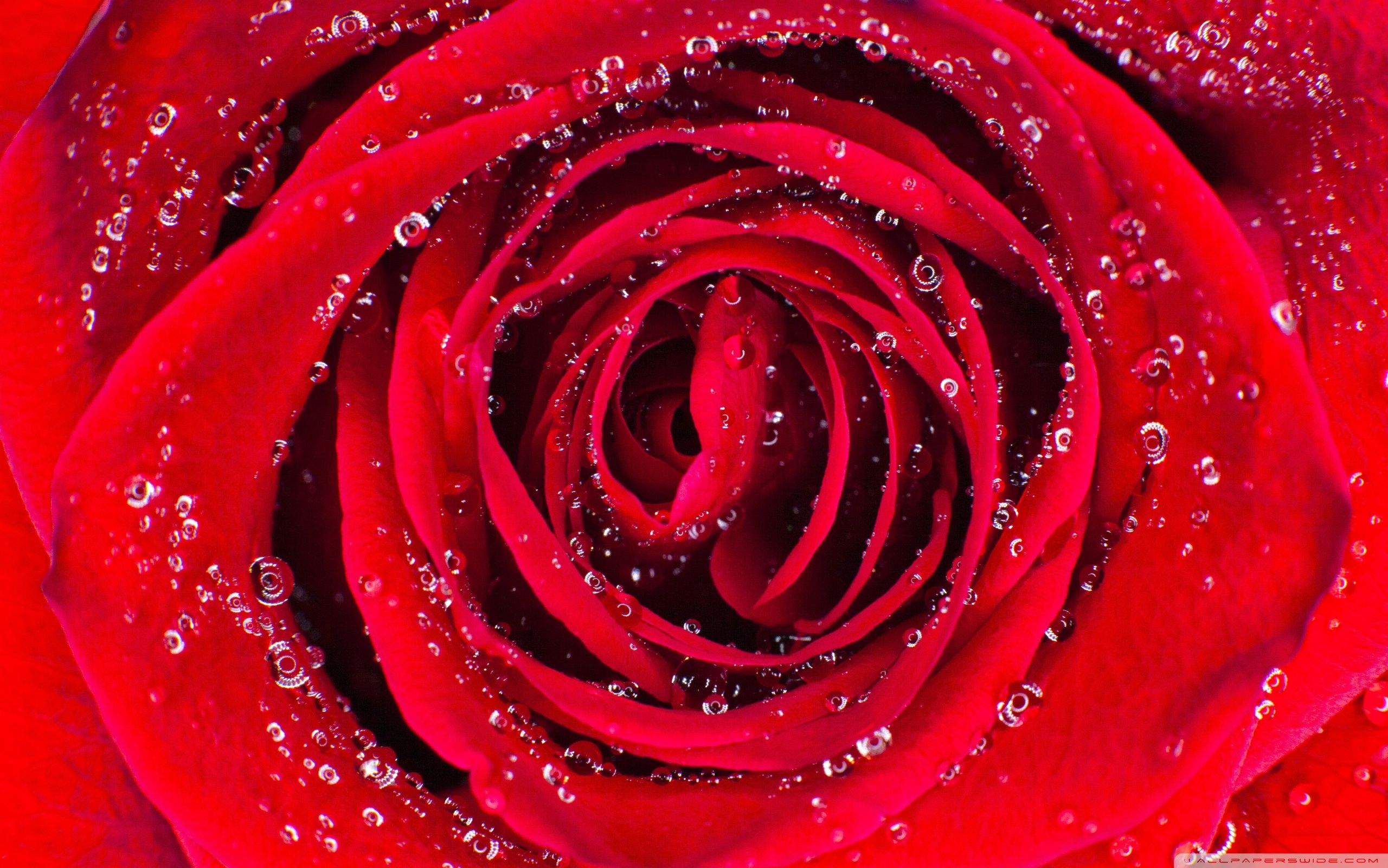 Rose Aesthetic Ultra HD Desktop Background Wallpaper for 4K UHD TV, Widescreen & UltraWide Desktop & Laptop, Tablet